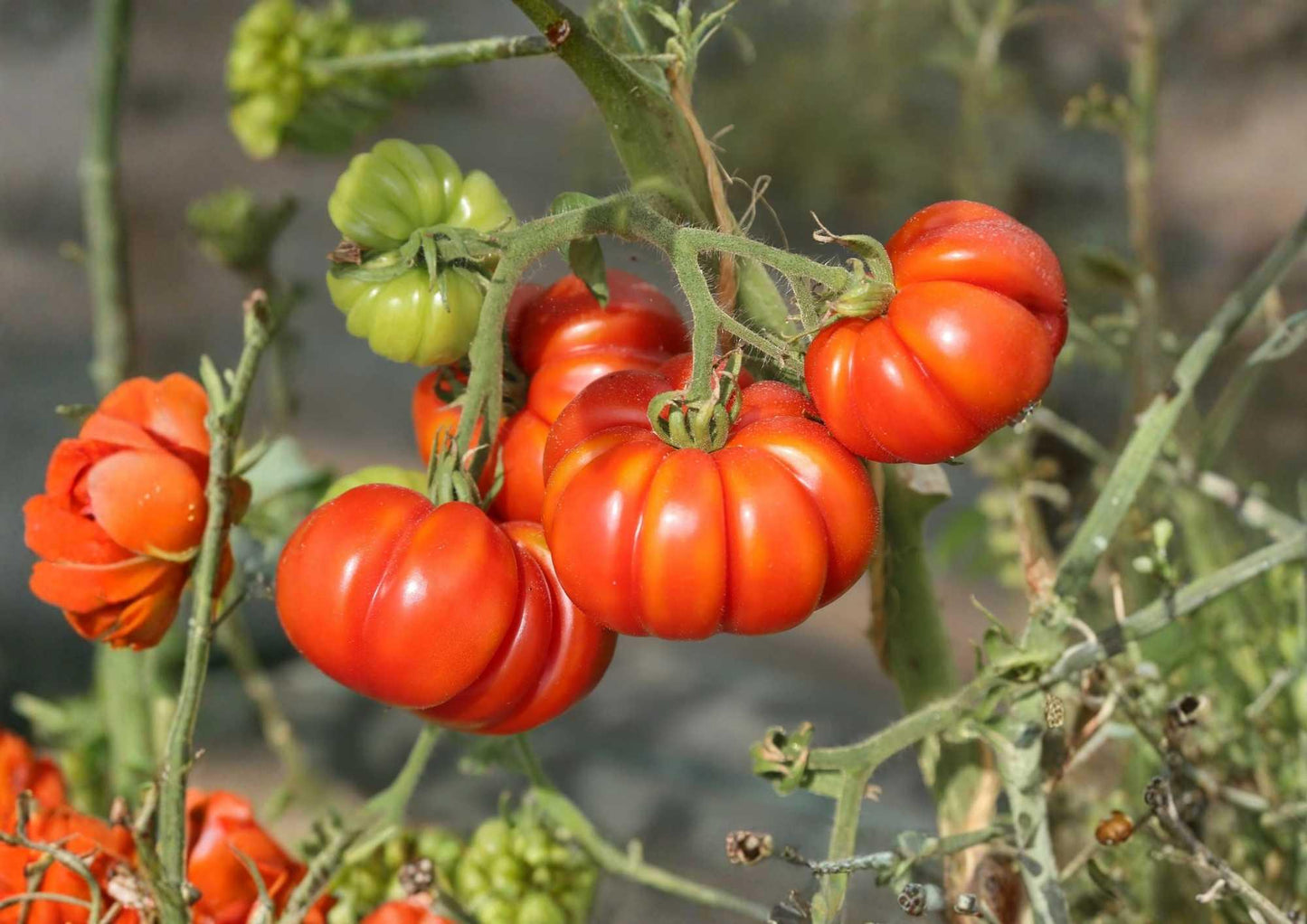 German Johnson Heirloom Tomato Seeds, Organic Non-GMO, Large Beefsteak, Pink-Red, Solanum lycopersicum