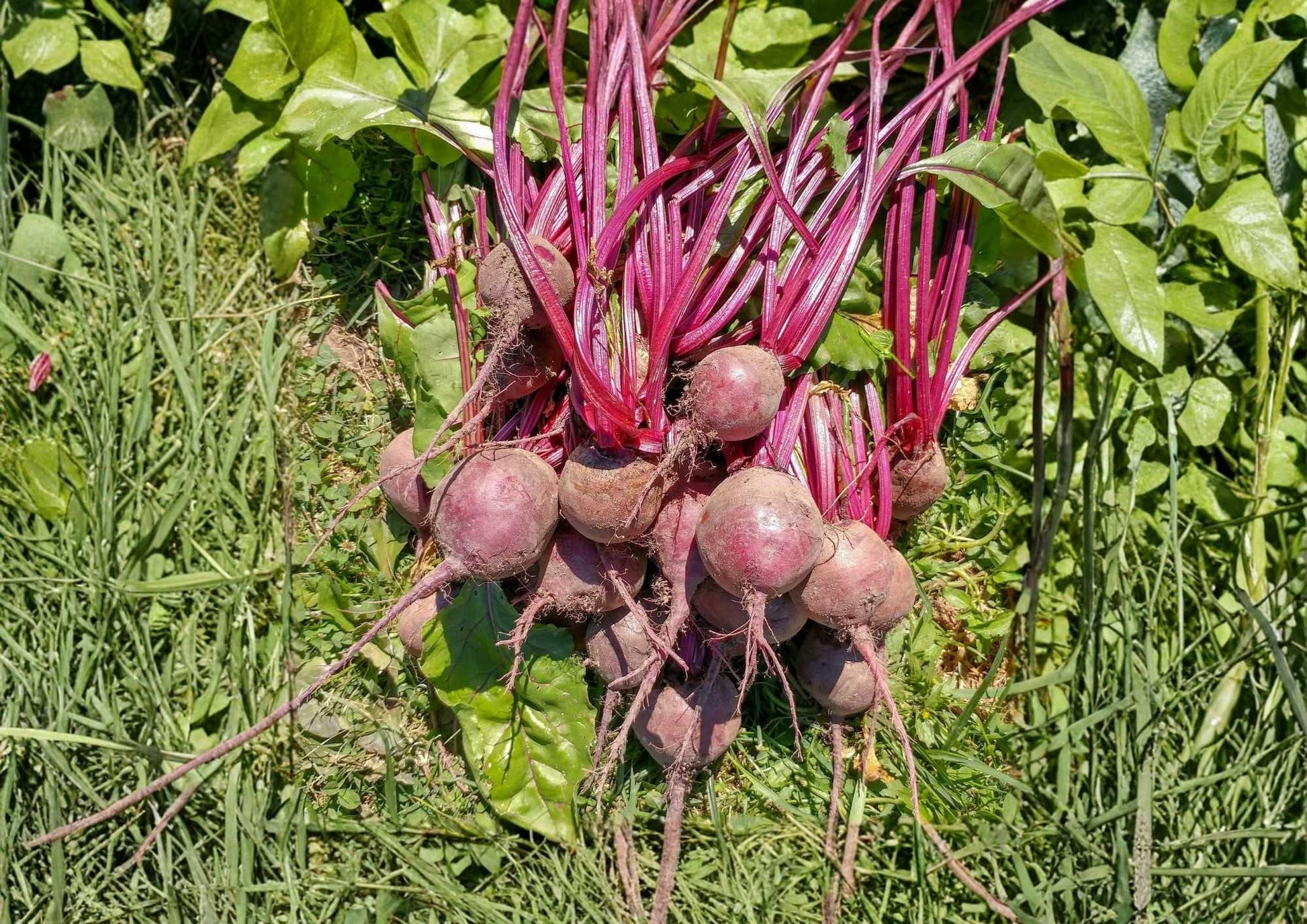 Heirloom Organic Beet Seeds – Detroit Dark Red, Non-GMO, Deep Red Smooth Roots for Garden Planting