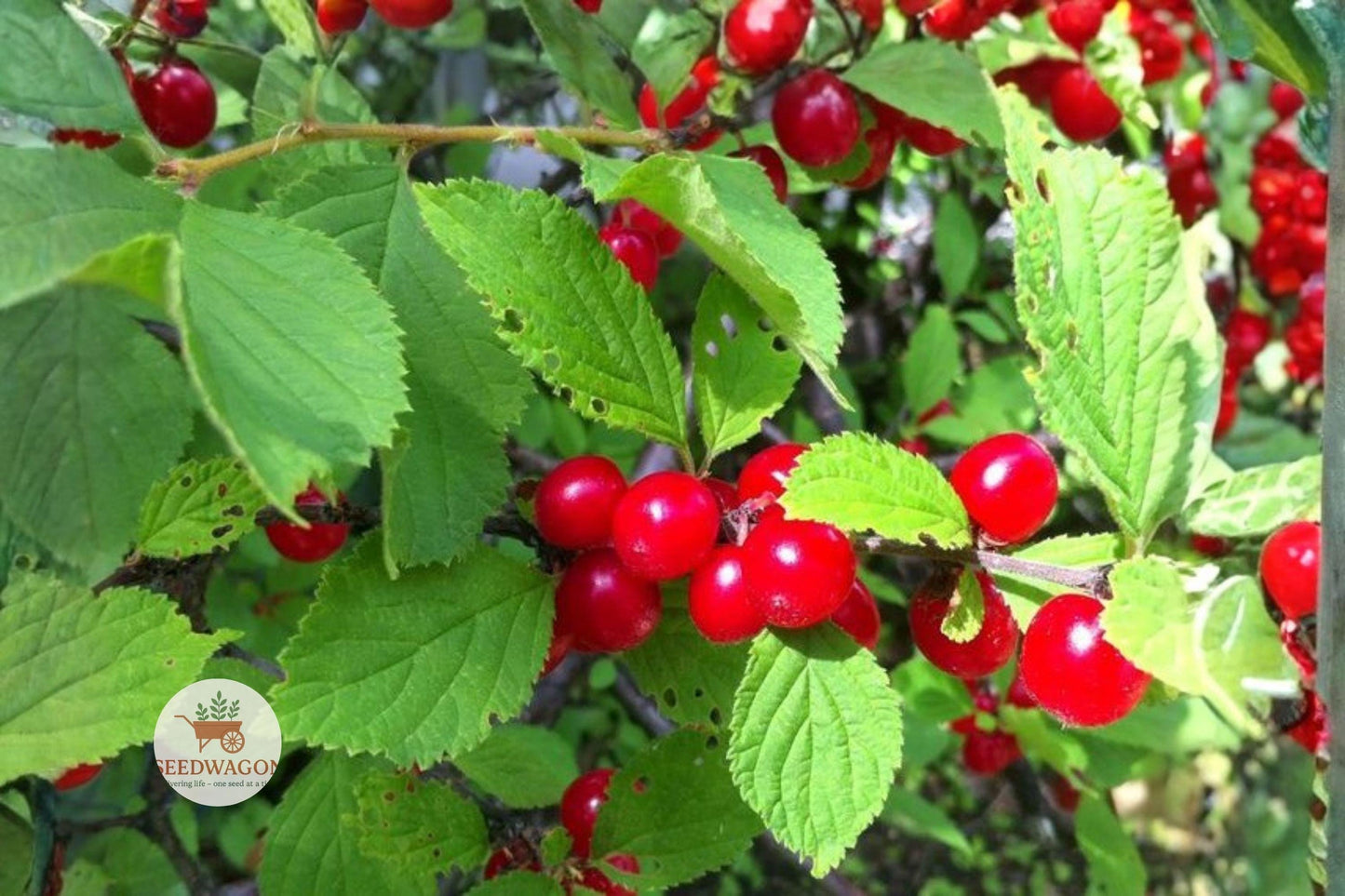 Nanking Cherry seeds,Prunus tomentosa,Edible fruit shrub,Spring blossom plant,Red cherry seeds,Wildlife garden plant,Hedge shrub seeds,Orchard fruit plant,Cold hardy shrub,Fast growing seeds,Decorative edible shrub,Fruit bearing seeds,Perennial garden plant