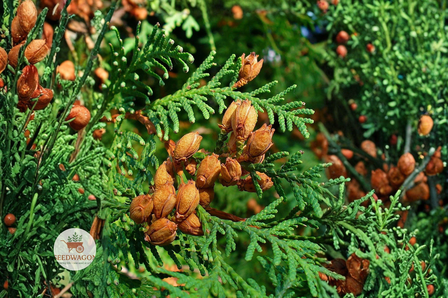 Eastern Arborvitae Seeds, Evergreen Tree Seeds, Thuja occidentalis Seeds, White Cedar Seeds, Privacy Hedge Seeds, Conifer Seed Pack, Wildlife Habitat Seeds, Cold Hardy Tree Seeds, Ornamental Evergreen Seeds, Windbreak Tree Seeds, Native Plant Seeds, Garden Screening Seeds, Landscape Conifer Seeds