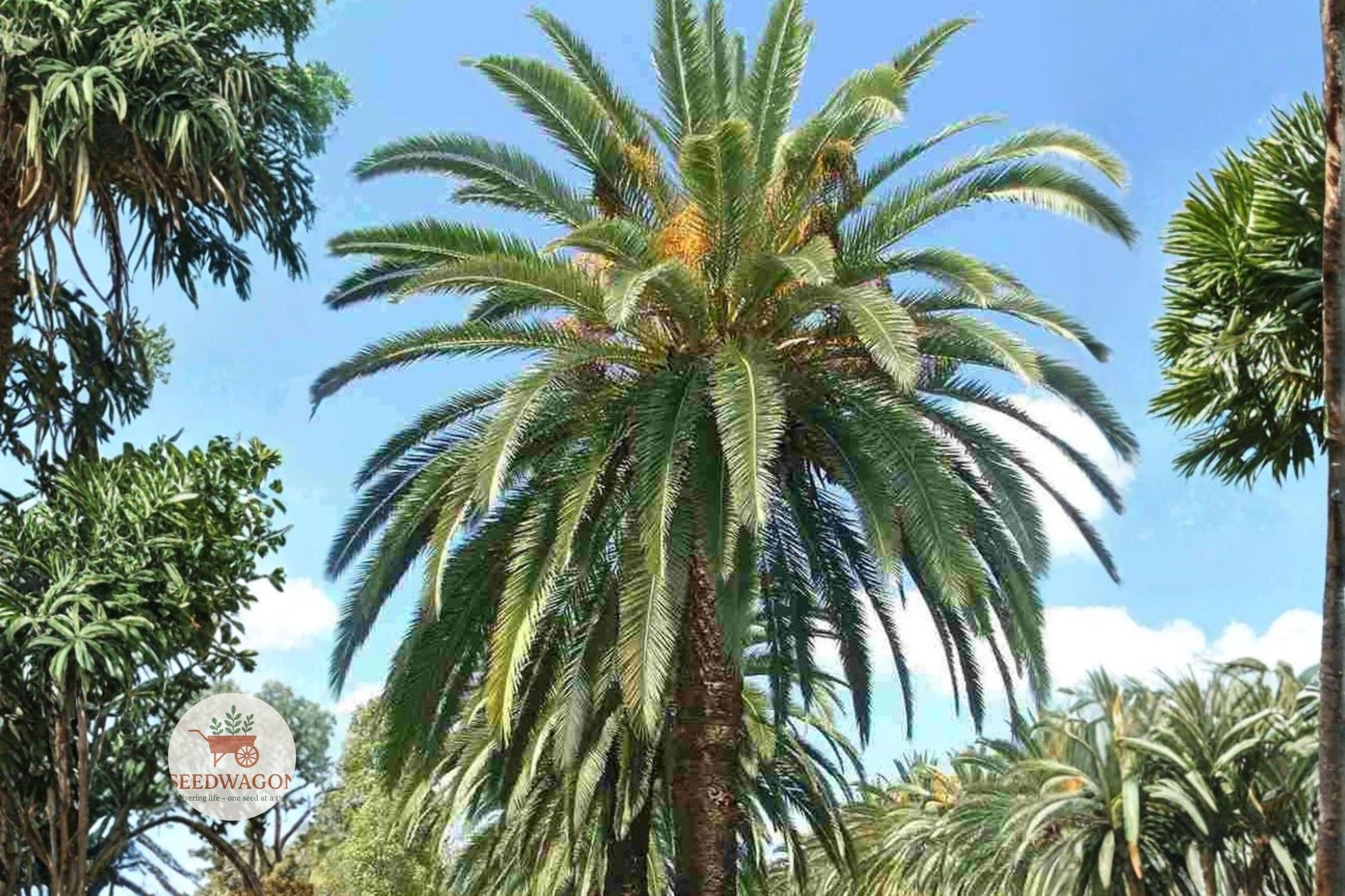 canary date palm seeds, Phoenix canariensis, tropical palm seeds, ornamental palm seeds, evergreen palm seeds, landscape palm seeds, patio palm seeds, resort landscape seeds, tropical garden seeds, large palm seeds, arching frond seeds, warm climate palm seeds, outdoor palm seeds
