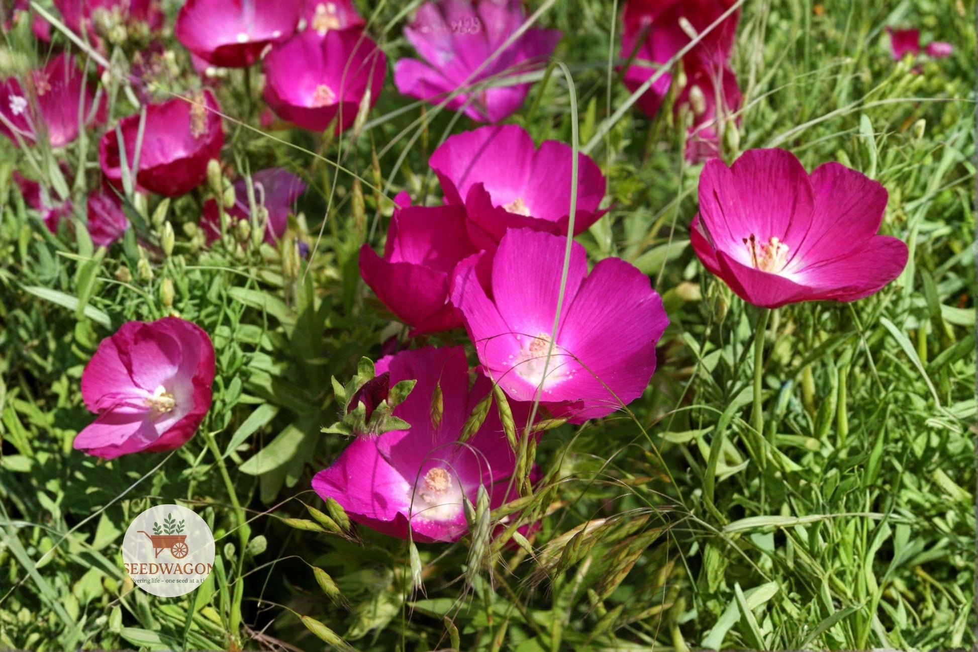 native wildflower seeds, purple pollinator plant, drought-tolerant perennial, prairie flower seeds, bee and butterfly attractor, native prairie plant, magenta flower seeds, low maintenance wildflower, full sun garden plant, meadow landscaping seeds, wildflower seed packet, native pollinator garden, easy grow wildflower
