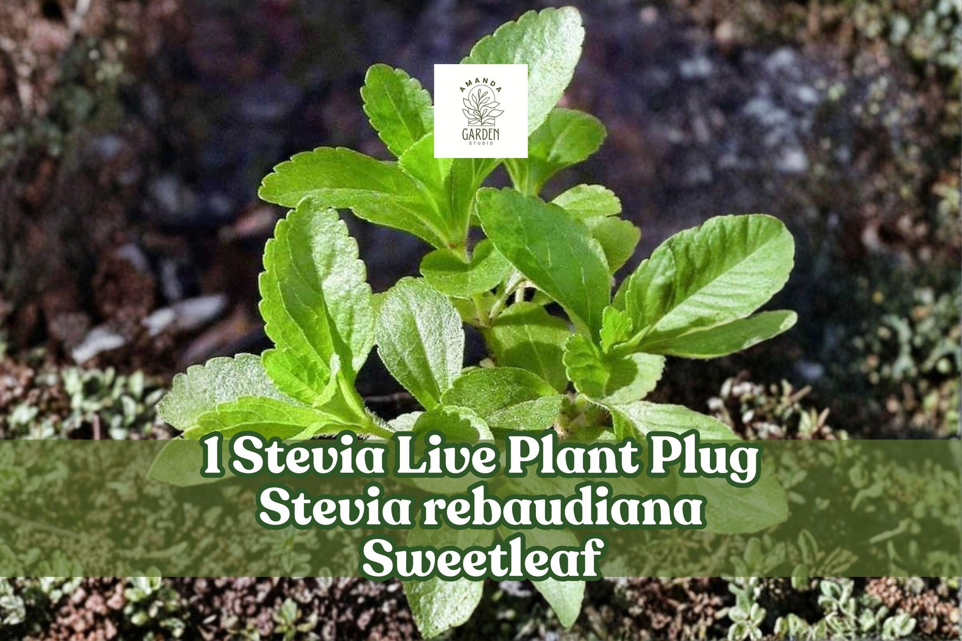Stevia rebaudiana Live Plant Plug | Culinary Herb, Sweetleaf, Candyleaf | Kitchen Garden, Patio Container