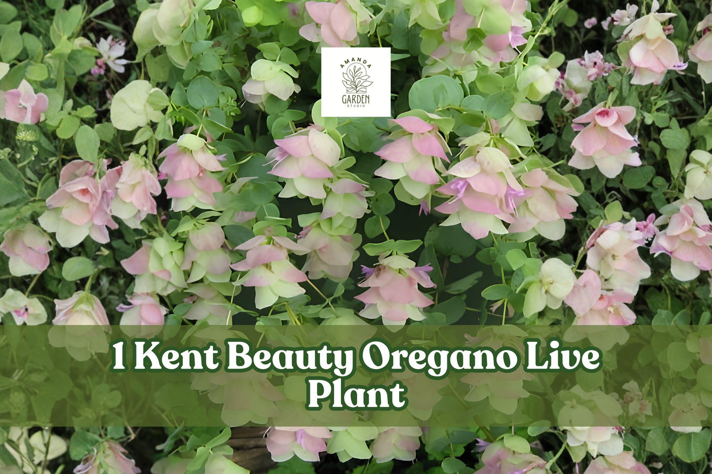 Kent Beauty Ornamental Oregano Live Plant Plug - Trailing Herb for Containers, Baskets & Gardens - Origanum ‘Kent Beauty’