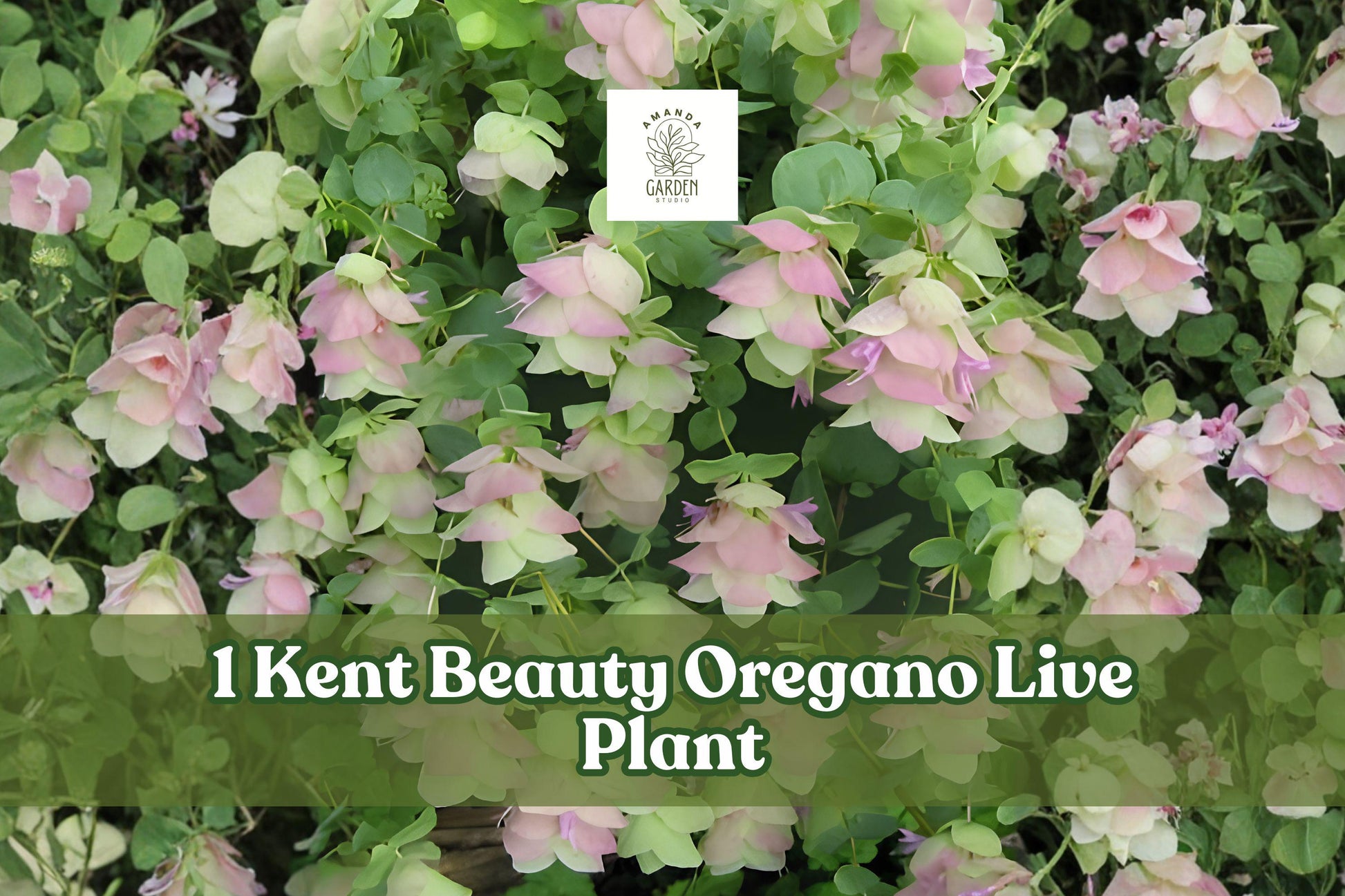 Kent Beauty Ornamental Oregano Live Plant Plug - Trailing Herb for Containers, Baskets & Gardens - Origanum ‘Kent Beauty’