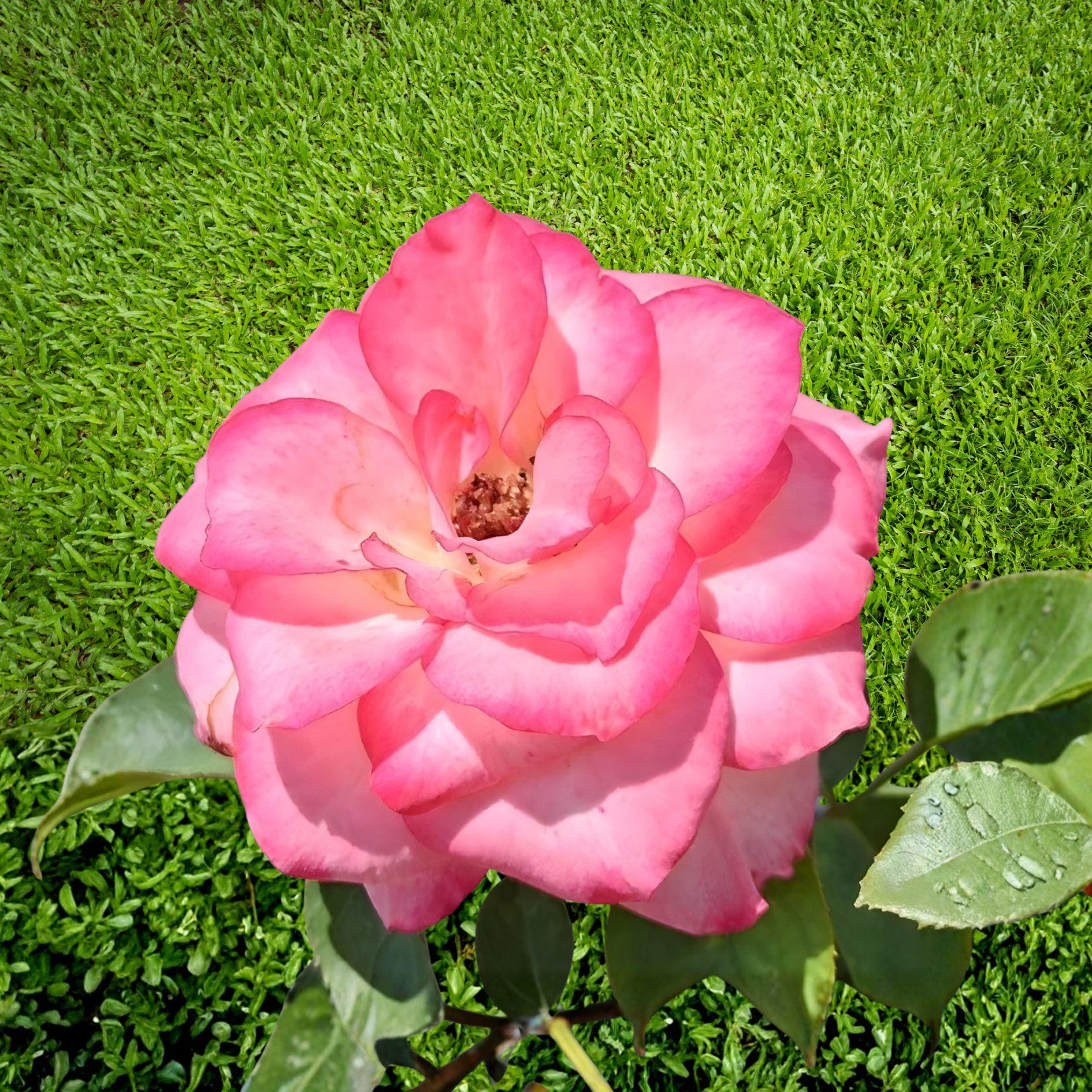 Nichole Rose Floribunda Shrub Plant – White Pink Blooms – Rosa spp. – 1 Gallon Live Plant for Garden Beds & Landscape