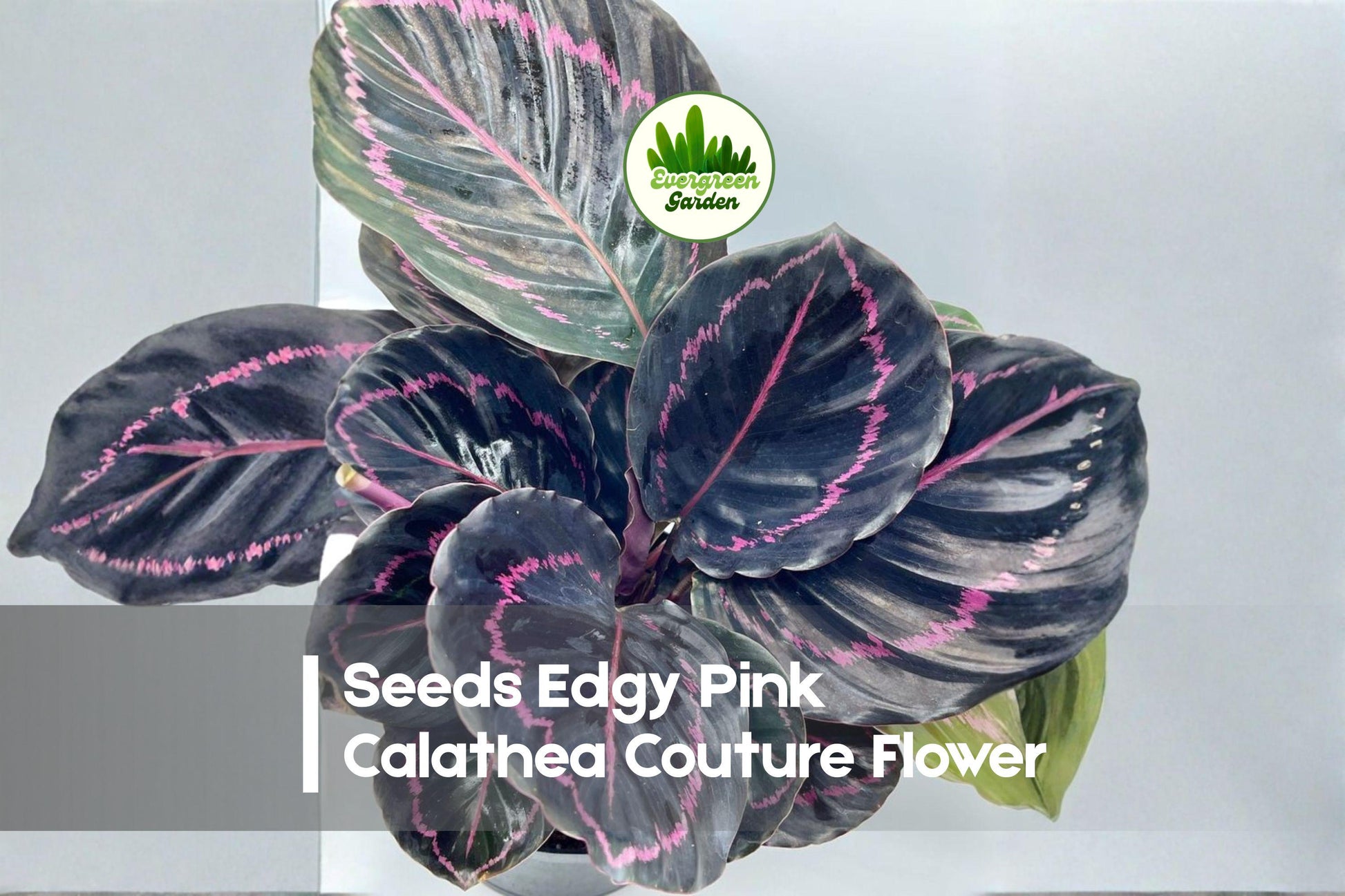 Edgy Pink Calathea Seeds | Tropical Foliage Plant | Vibrant Pink Patterns | Calathea spp. Indoor Houseplant