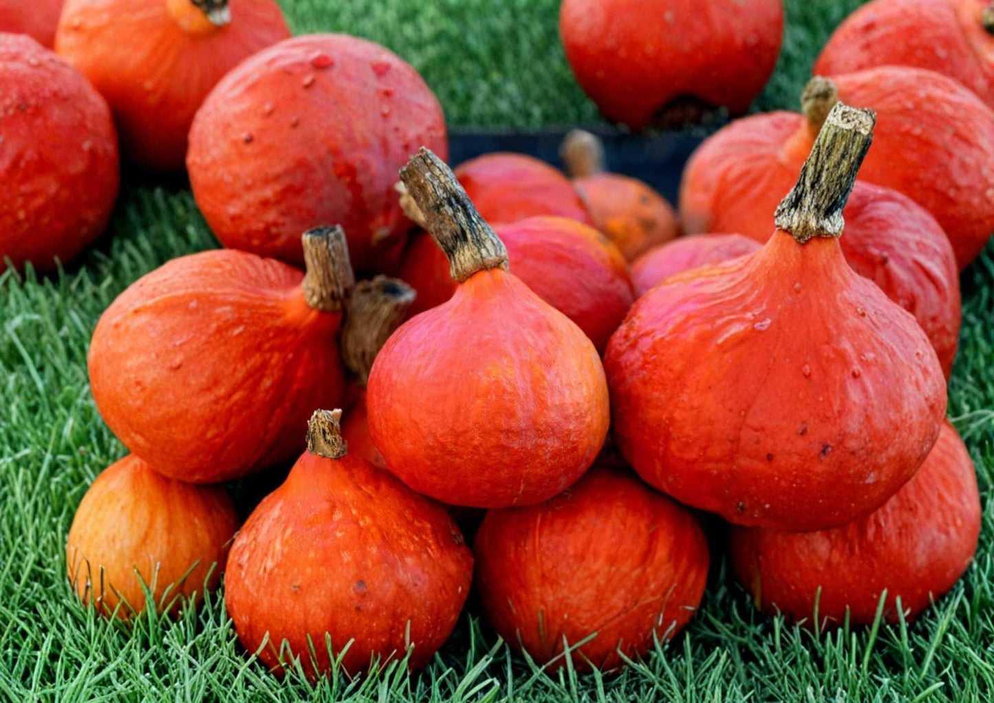 Heirloom Organic Pumpkin Seeds for Gardening, Sugar Pie Variety, Non-GMO, Small Baking Pumpkin Seeds, Rich Flavor