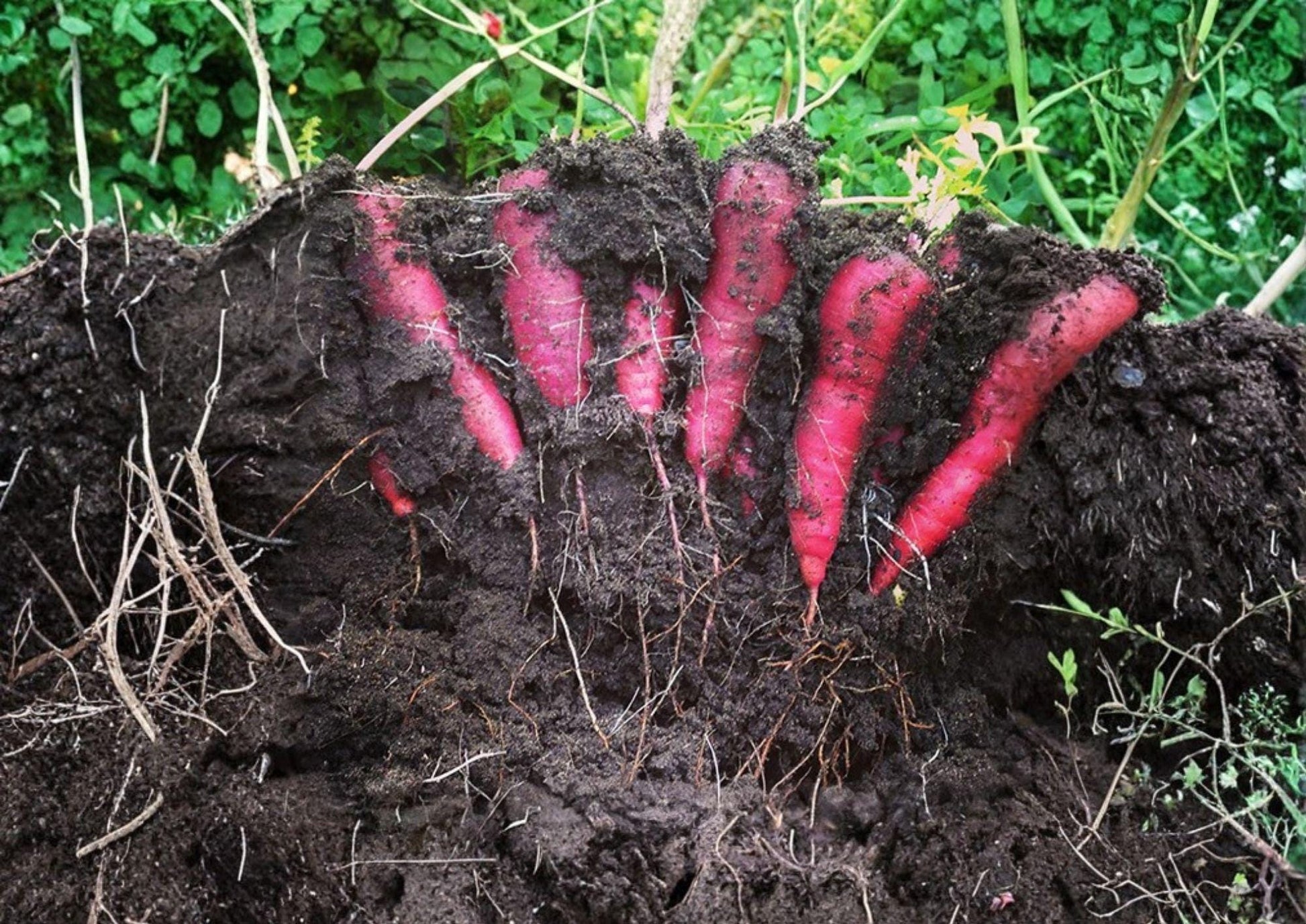 Purple Dragon Carrot Seeds – Heirloom Organic Non-GMO Vegetable Seeds for Garden Planting, Purple Skin, Orange Core, Sweet Crunchy Roots