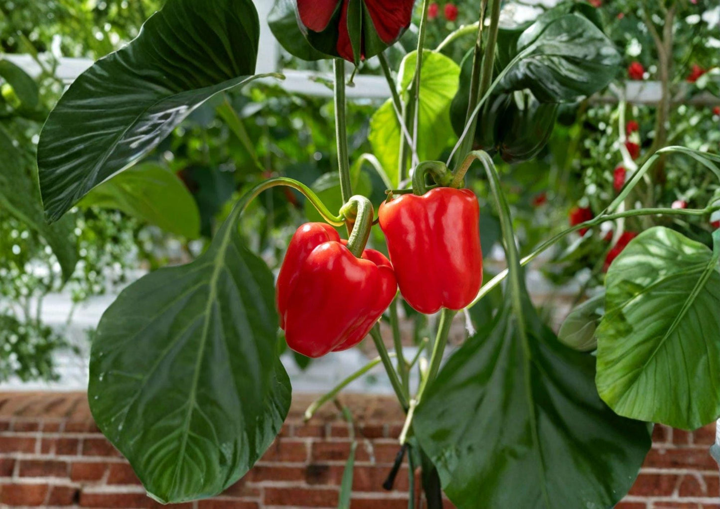 California Wonder Bell Pepper Seeds – Heirloom Non-GMO Vegetable Seeds for Garden Planting, Sweet Green to Red, Thick-Walled, Blocky Fruits