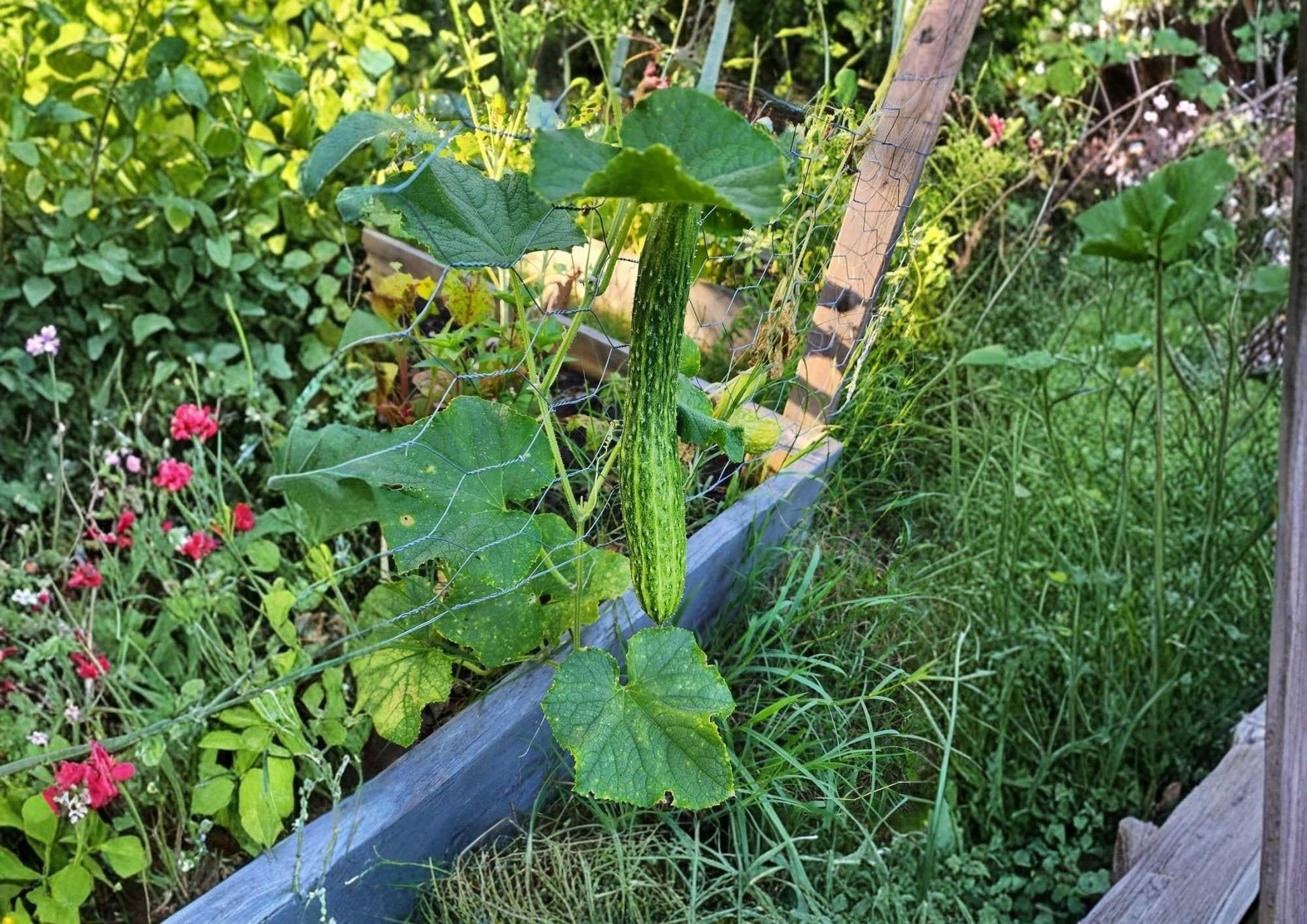 25+ Suyo Long Cucumber Seeds – Heirloom Asian Ribbed Burpless Variety for Garden Planting