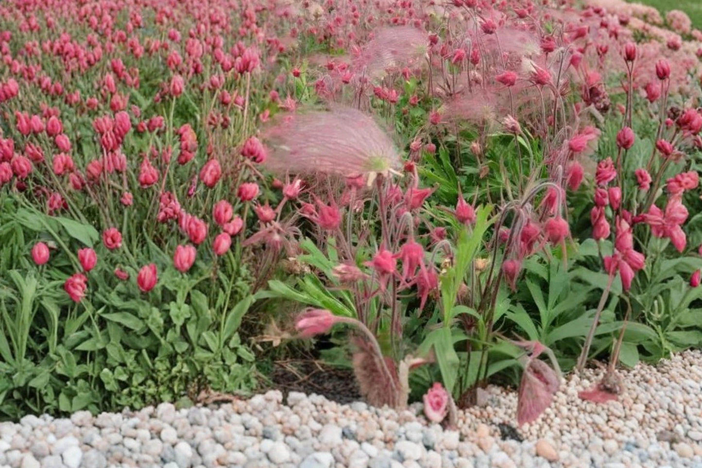 Prairie Smoke Seeds – Geum triflorum Perennial Flower for Garden, Wildflower, Ornamental, Native Plant Seed