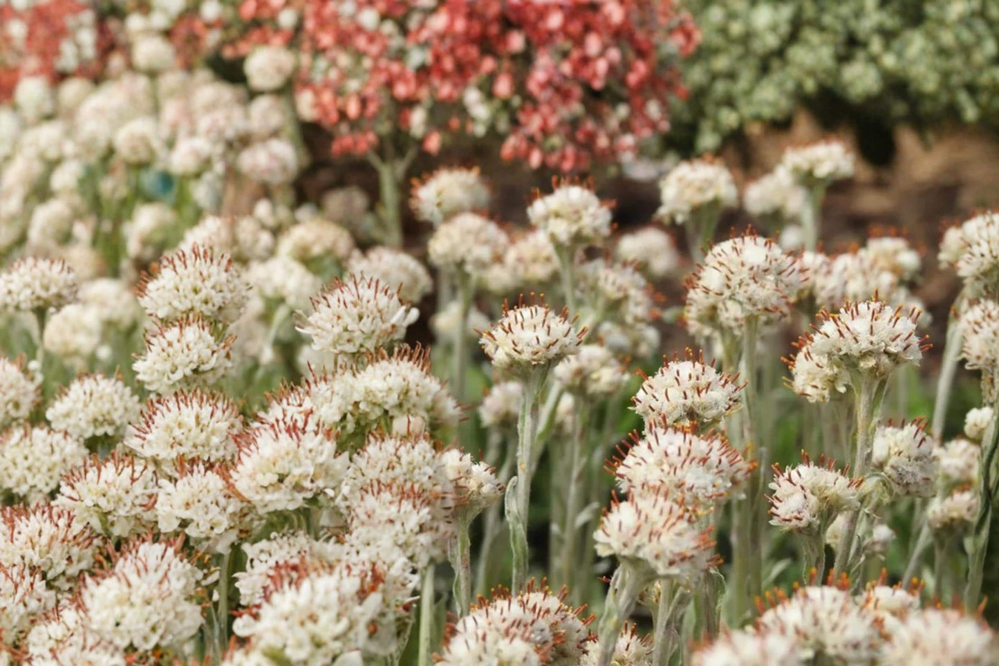 Prairie Pussytoes Seeds – Antennaria neglecta Wildflower, Low-Growing Perennial Ground Cover for Natural Gardens