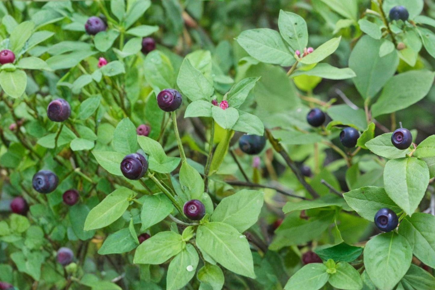 Big Huckleberry Seeds – Vaccinium membranaceum Shrub for Woodland Gardens, Edible Dark Berries, Acidic Soil, Perennial Plant