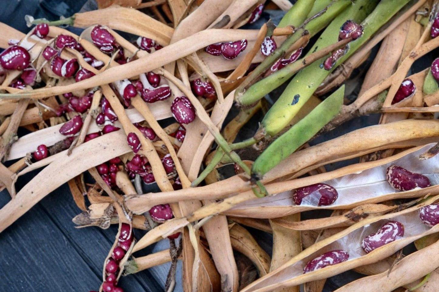 Cave Bean Seeds – Phaseolus vulgaris Heirloom Vegetable Seeds for Garden Planting, Unique and Rare Bean Variety