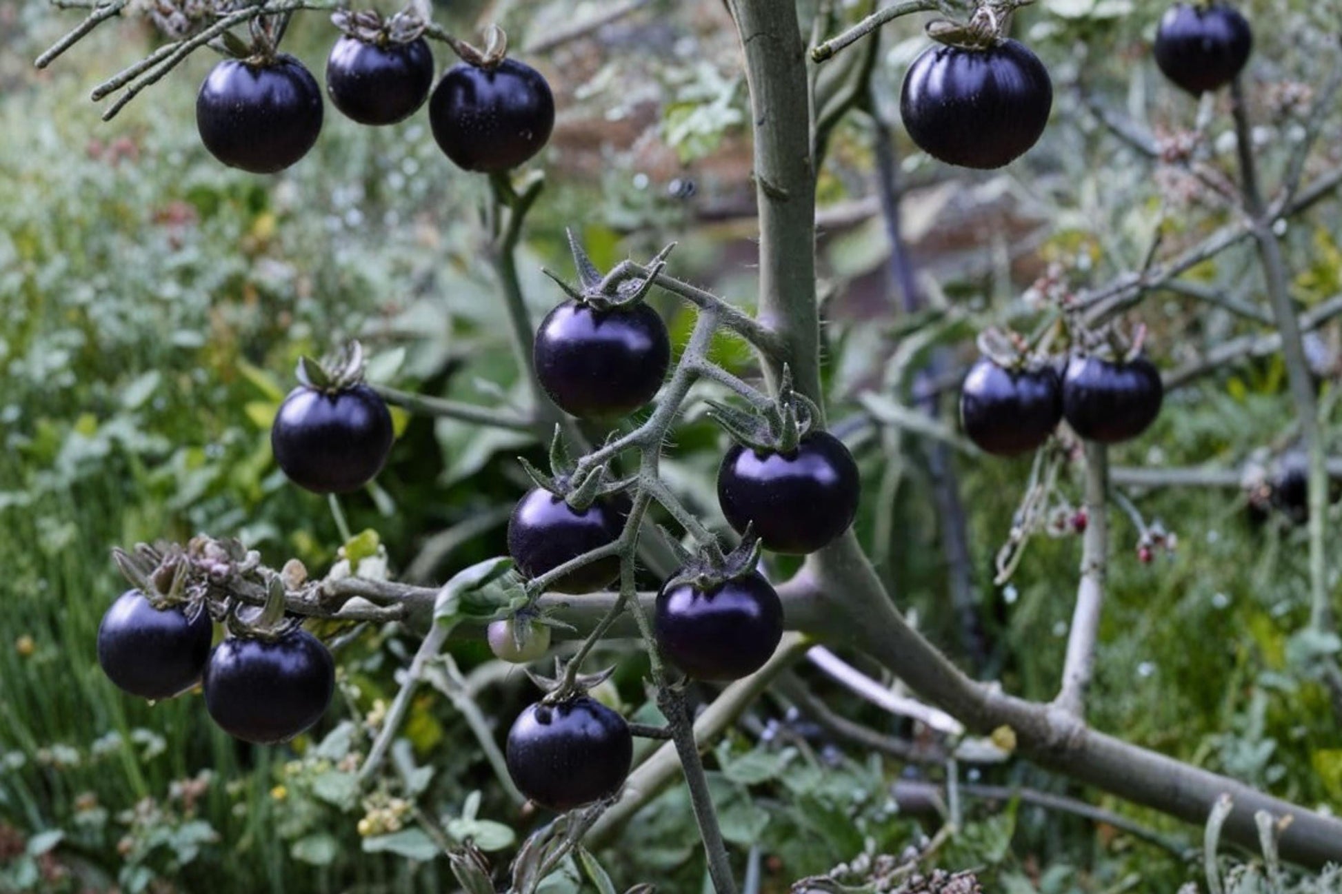 Black Tomato Seeds – Solanum lycopersicum Dark Fruit, Vegetable Plant for Garden & Container Growing