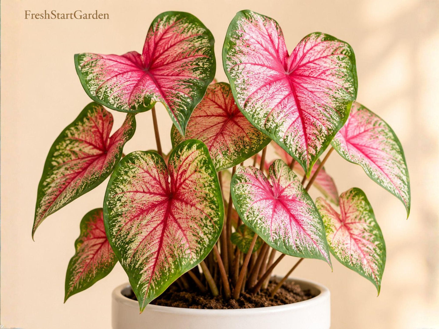 Caladium Buck Bulbs – Tropical Foliage Plant for Shade Gardens, Borders & Containers – Caladium bicolor