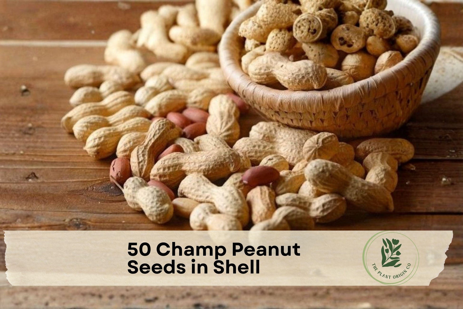 50 Champ Peanut Seeds in Shell, Virginia-Type Arachis hypogaea for Home Garden, Warm-Season Crop, Edible Legume