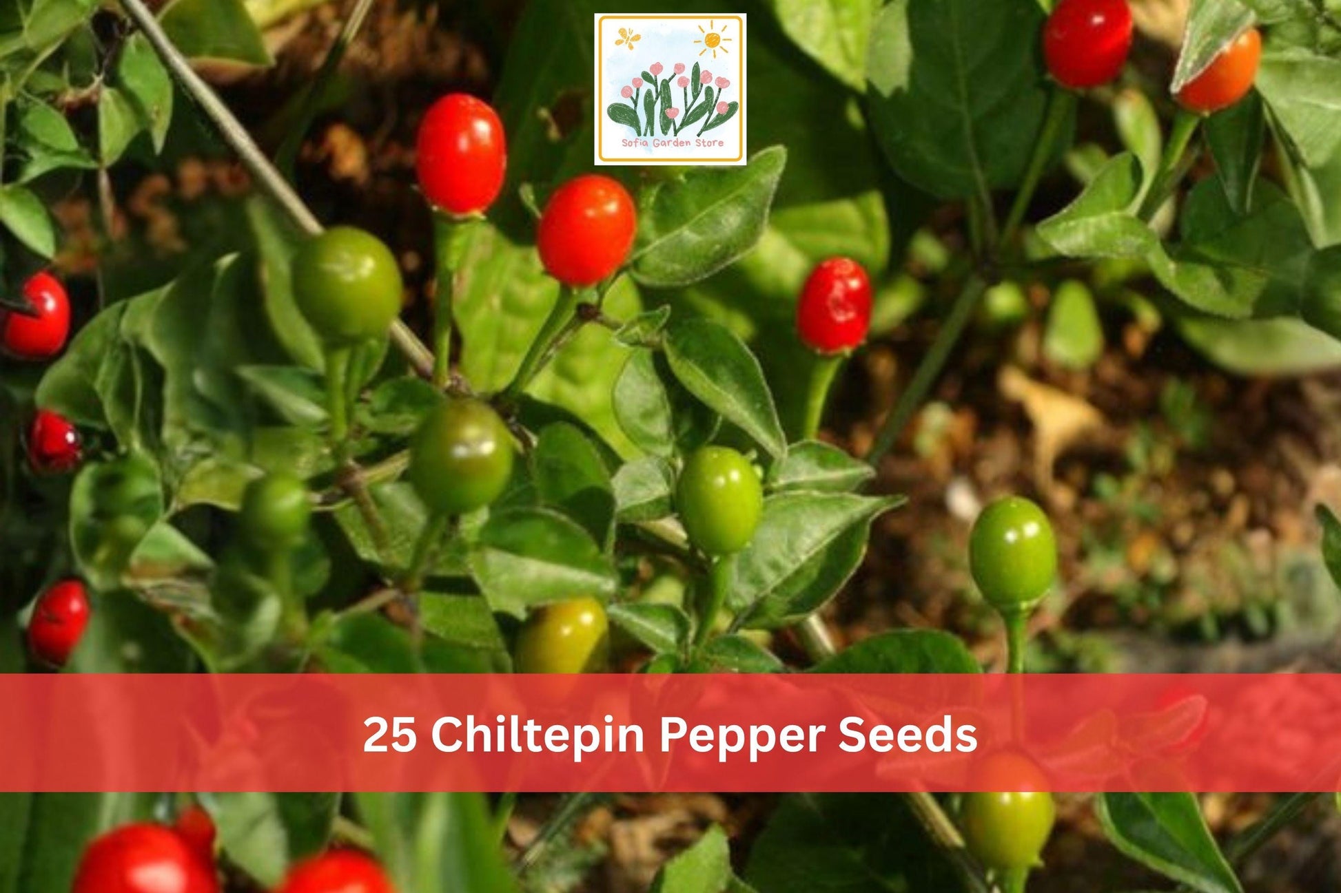 25 Chiltepin Pepper Seeds | Hot Small Red Chili Vegetable Seeds for Garden Planting | Capsicum annuum var. glabriusculum