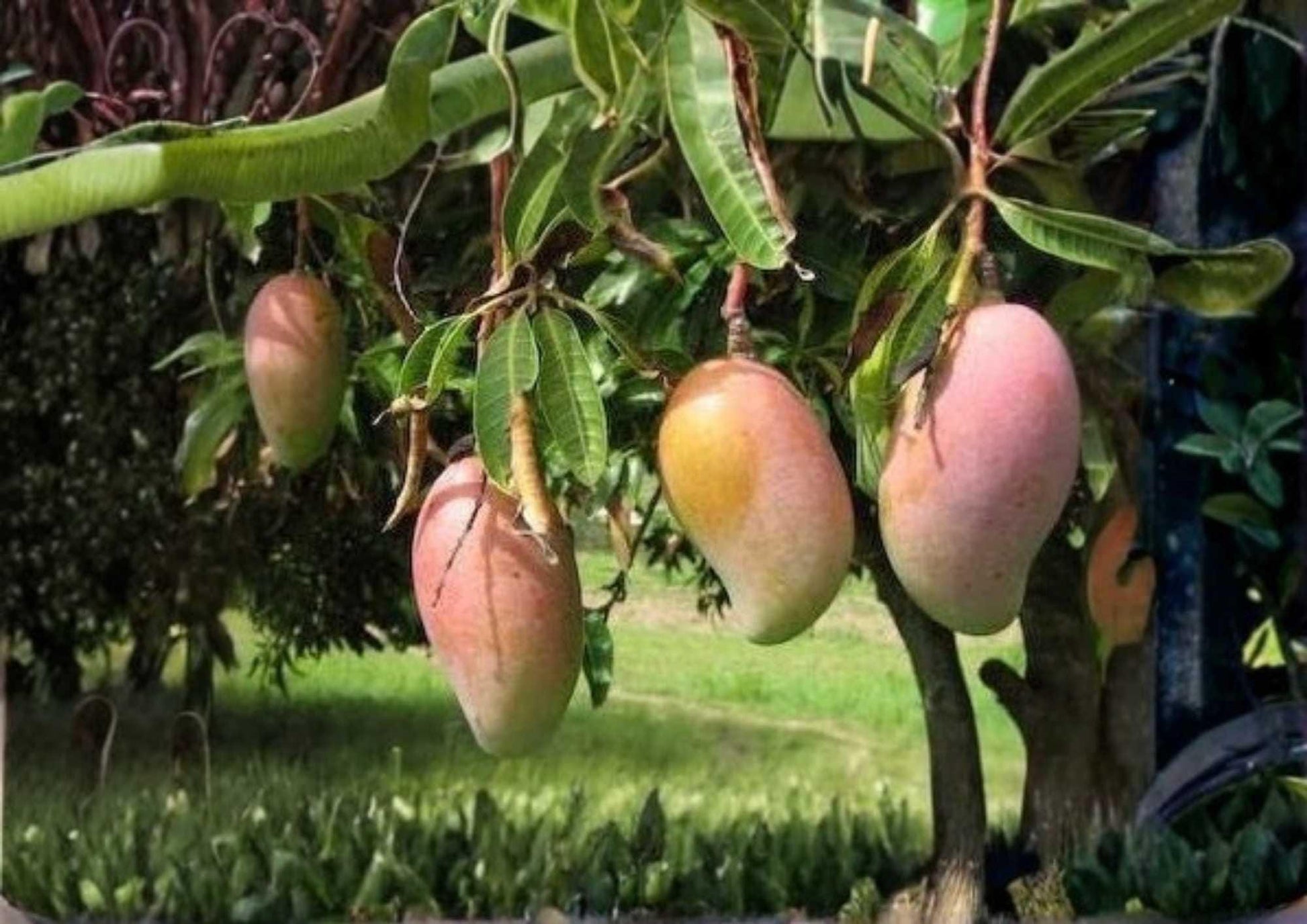 Ivory Grafted Mango Tree – 12–24 Inches Tall – Mangifera indica – Tropical Fruit Tree for Backyard Orchards & Edible Landscapes