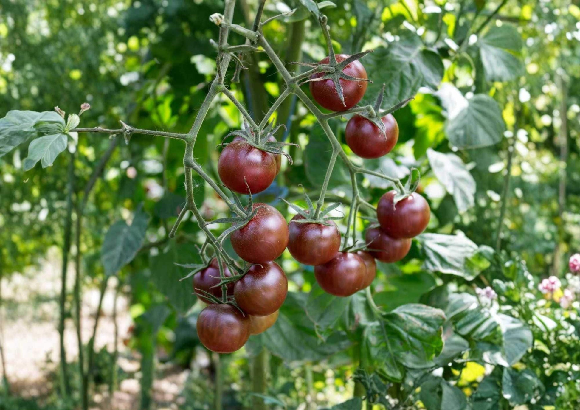 Heirloom Tomato Seeds – Paul Robeson Dark Red Brown Variety for Garden Planting, Rich Smoky Flavor, Medium Large Fruits