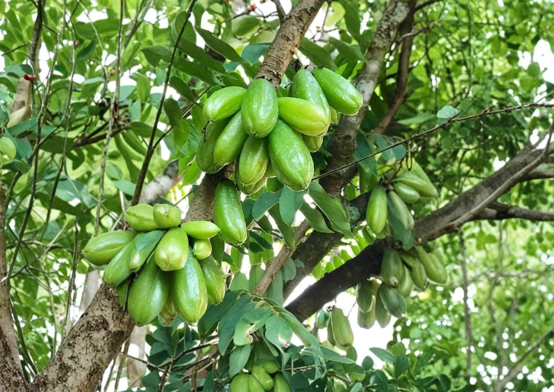 Bilimbi Cucumber Tree Live Plant – 12-24 Inches Tall – Averrhoa bilimbi Tropical Fruit Tree for Edible Gardens