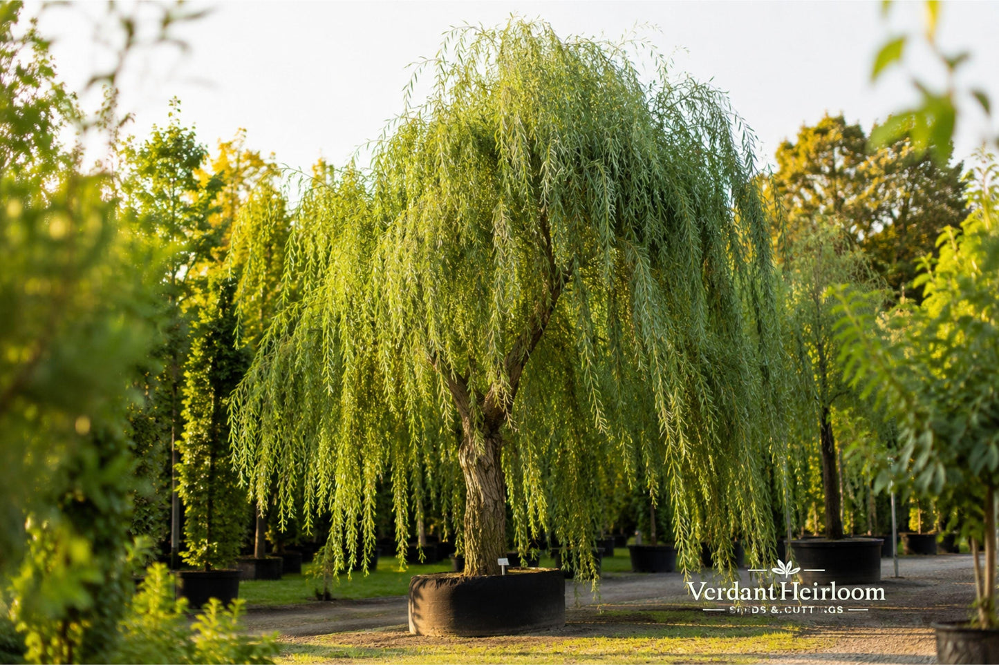 Weeping Willow Cuttings 6–8 Inches, Salix babylonica, Ornamental Deciduous Tree for Landscaping