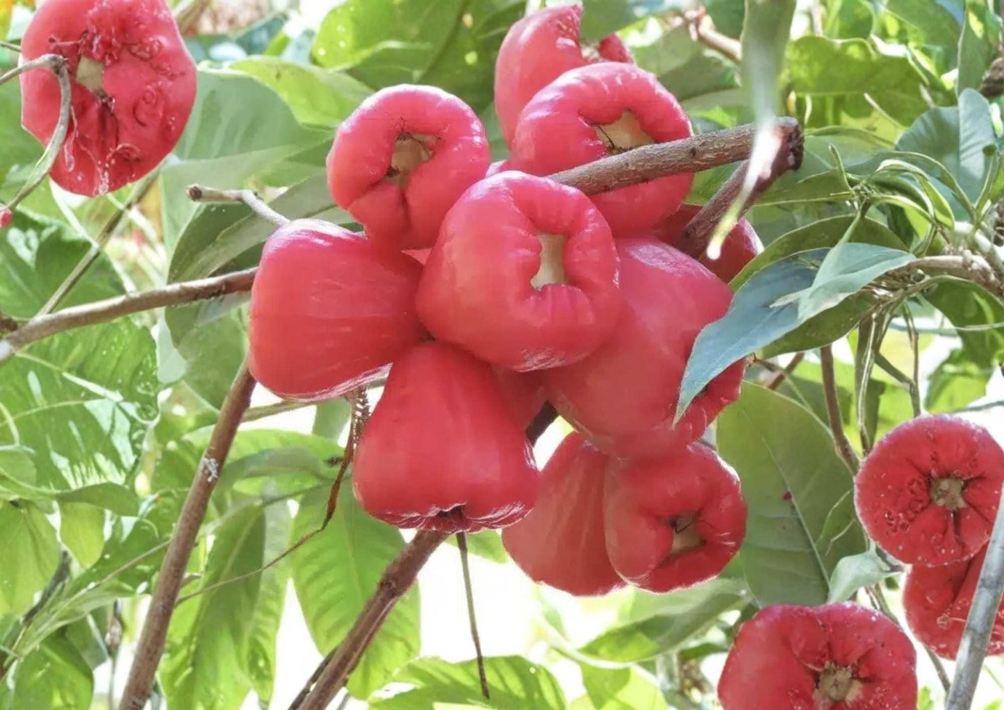 Pink Malay Apple Live Fruit Tree – Syzygium malaccense – Tropical Edible Landscape Plant – 24–36 Inches Tall