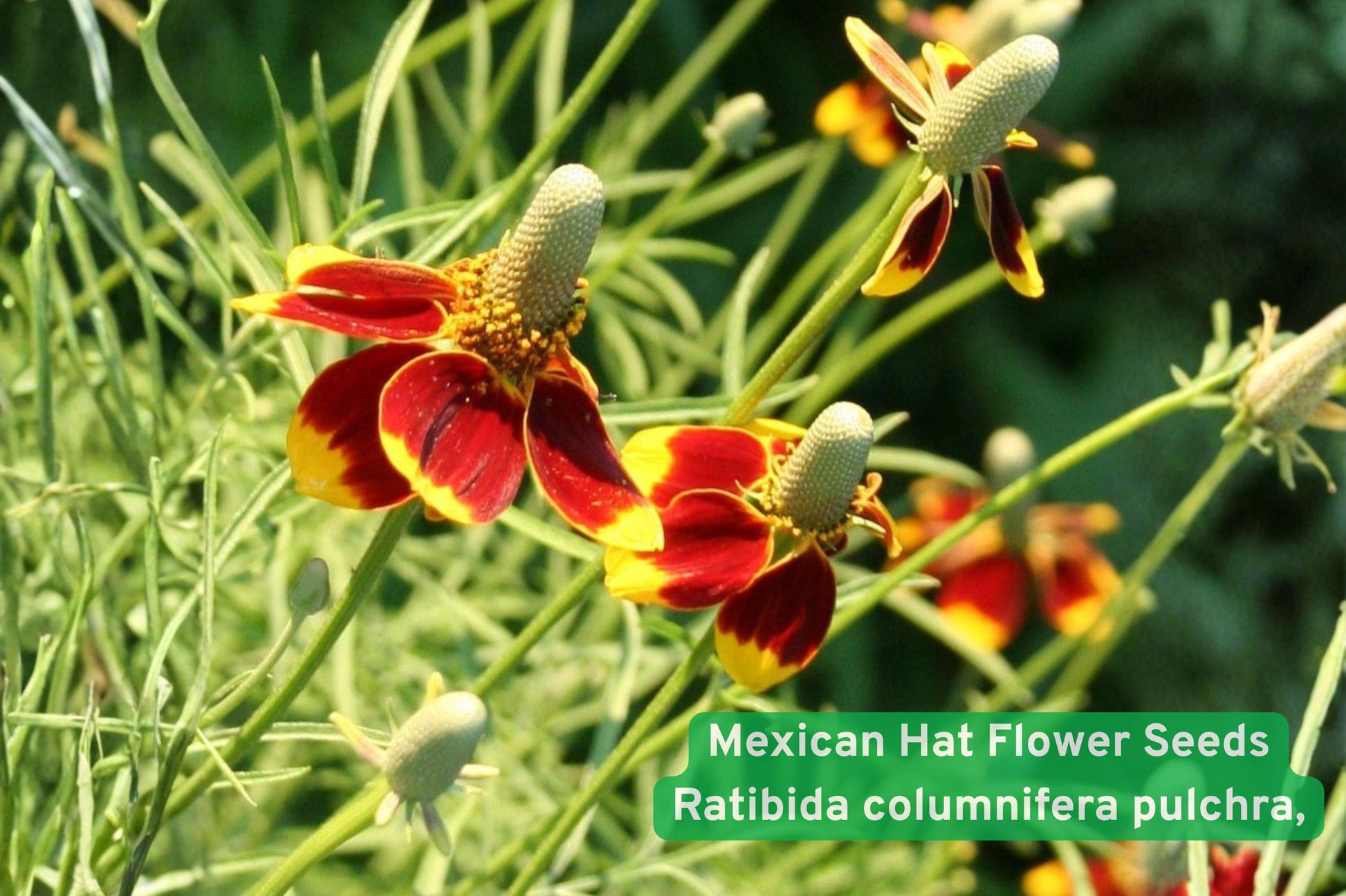 Mexican Hat flower seeds, native wildflower seeds, drought-tolerant plant, prairie flower seeds, pollinator-friendly seeds, wildflower garden seeds, native perennial seeds, red yellow wildflower, xeriscape plant seeds, prairie restoration seeds, easy grow wildflower, tall wildflower seeds, native prairie plant