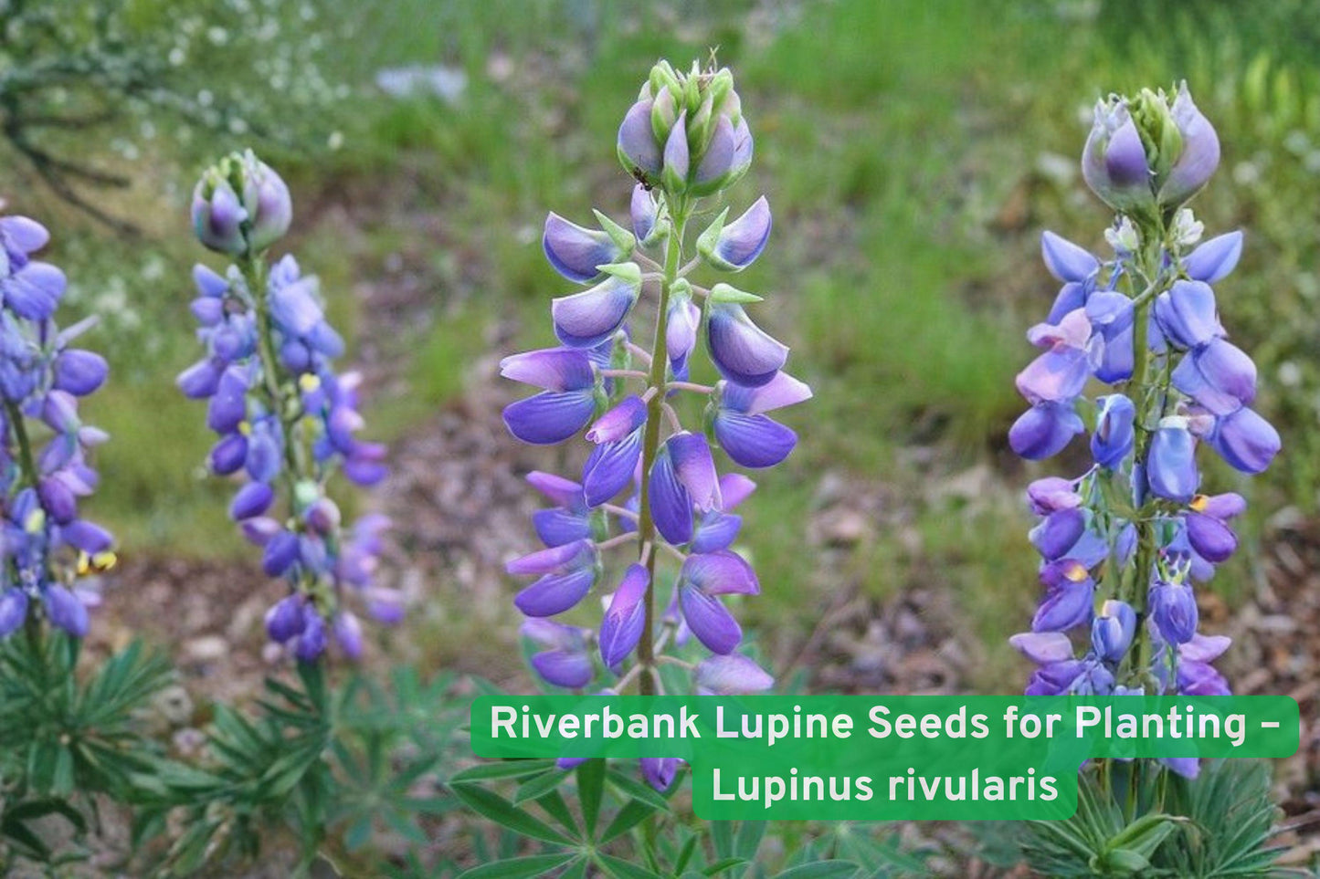 riverbank lupine seeds, native wildflower seeds, blue purple flower seeds, pollinator garden seeds, perennial flower seeds, meadow planting seeds, nitrogen fixing seeds, native plant seeds, wildflower seed packets, bee butterfly attractor, moist soil seeds, tall flower spike seeds, eco-friendly garden seeds
