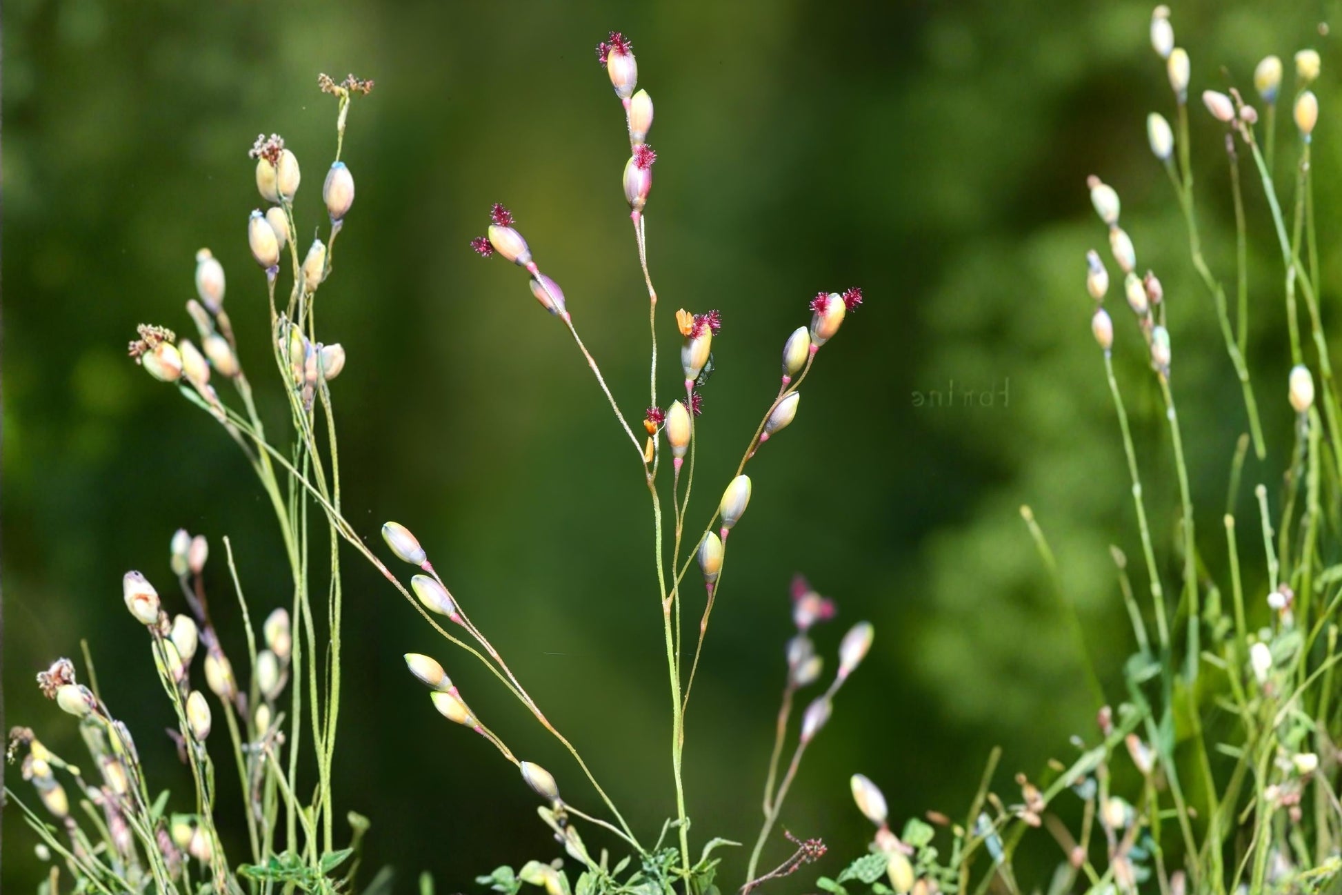 Beaked Panicgrass Seeds 100 Pack | Native Woodland Grass, Panicum anceps, Erosion Control & Wildlife Habitat