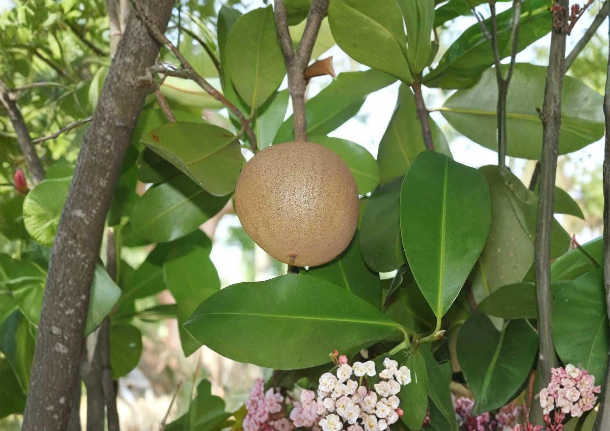 Mamey Apple Live Fruit Tree 12–24 Inches Tall – Mammea americana Tropical Edible Landscape Plant