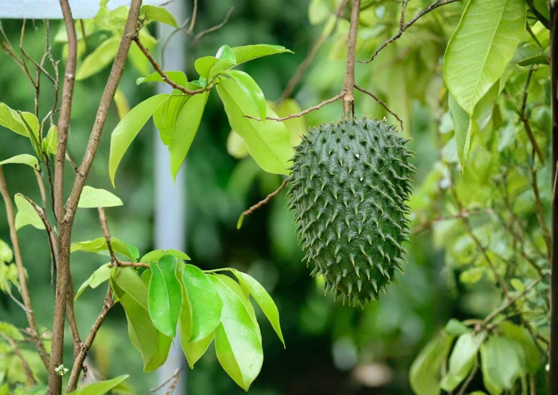 Soursop Live Fruit Tree – Annona muricata – Tropical Edible Tree – 12-24 Inches Tall