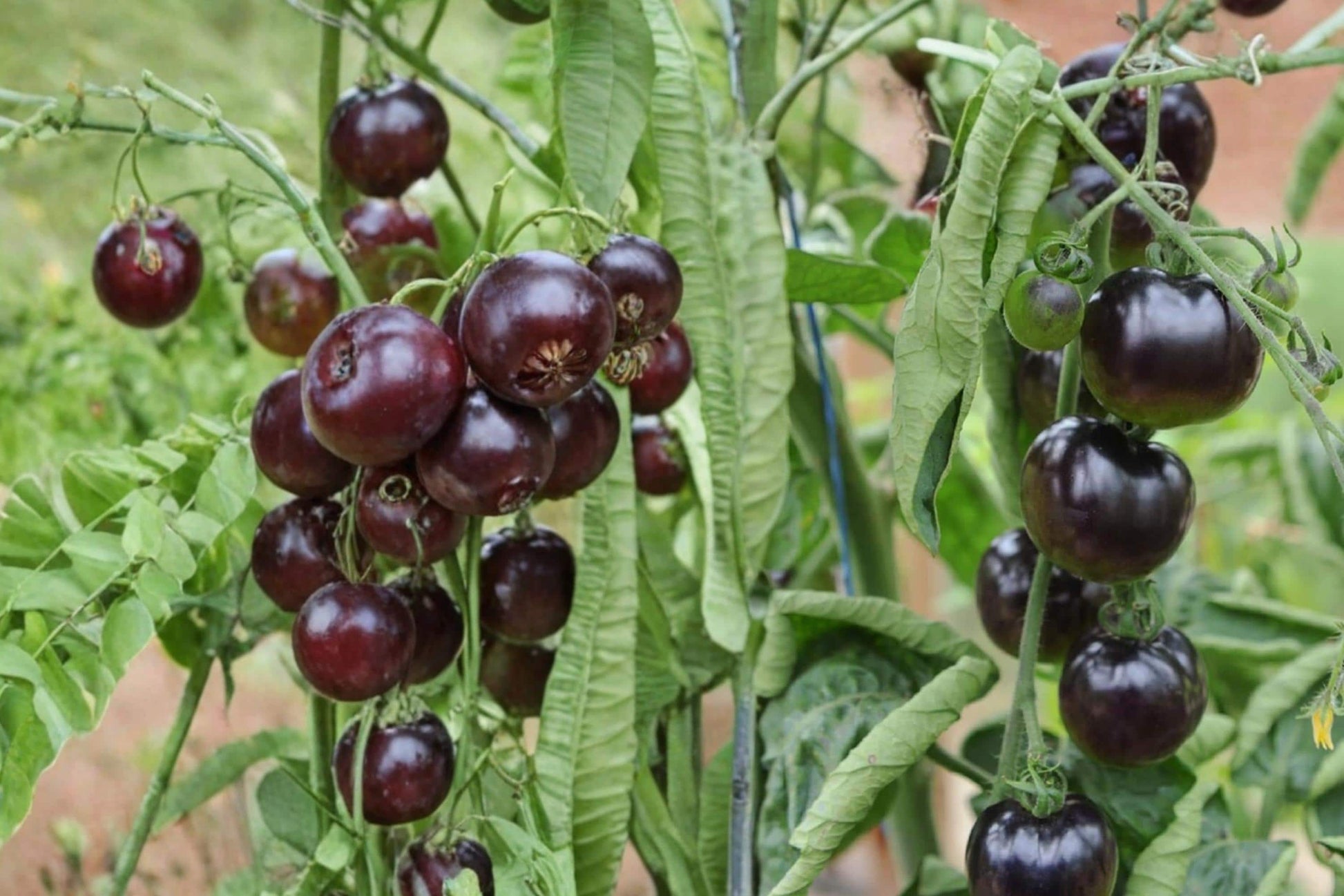 Black Pearl Cherry Tomato Seeds – Solanum lycopersicum Dark Small Fruit for Garden & Containers, 100+ Seeds