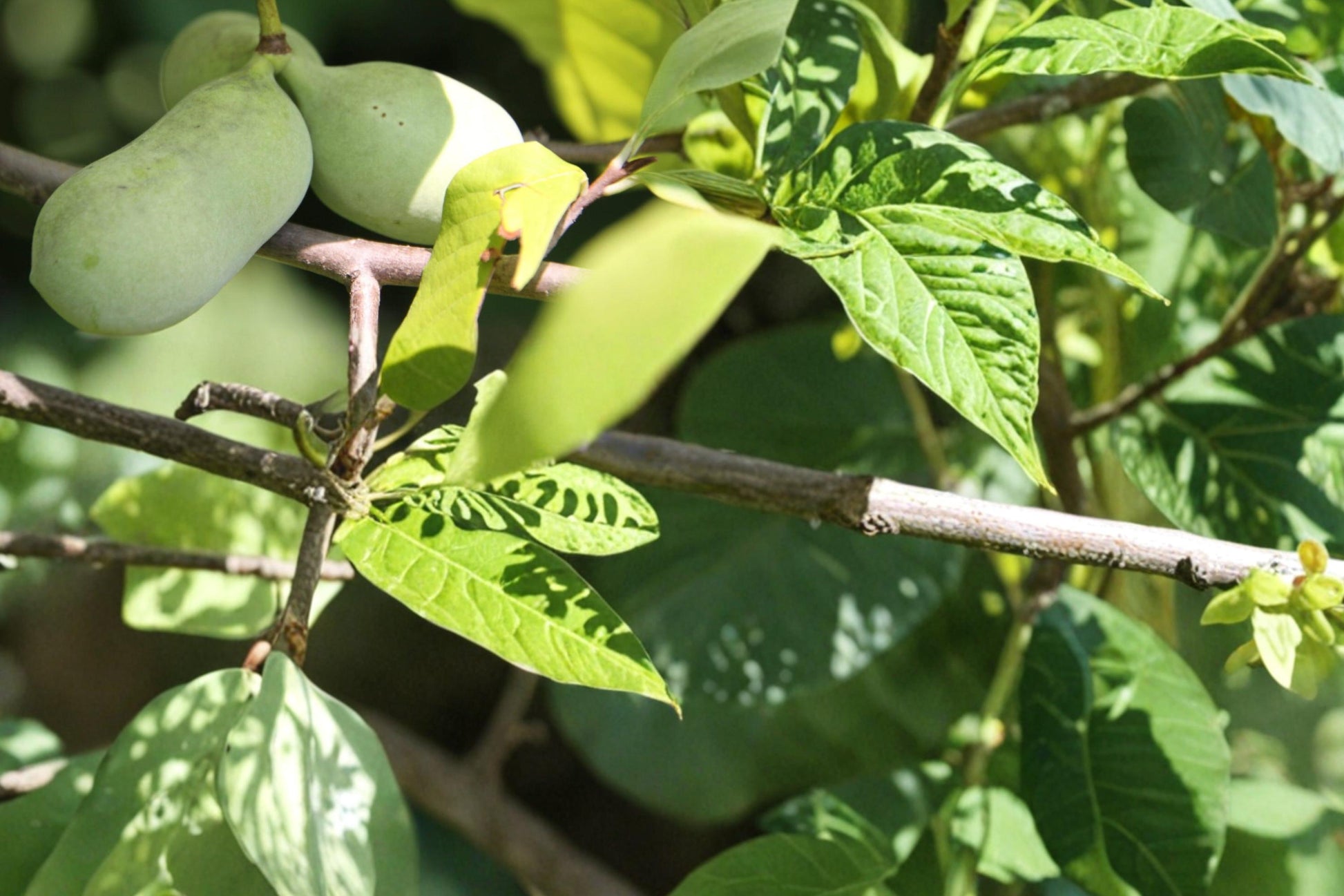 Pawpaw Tree Seeds 10 Pack – Asimina triloba Native Fruit Tree for Garden, Edible Green Fruit, Deciduous, Perennial