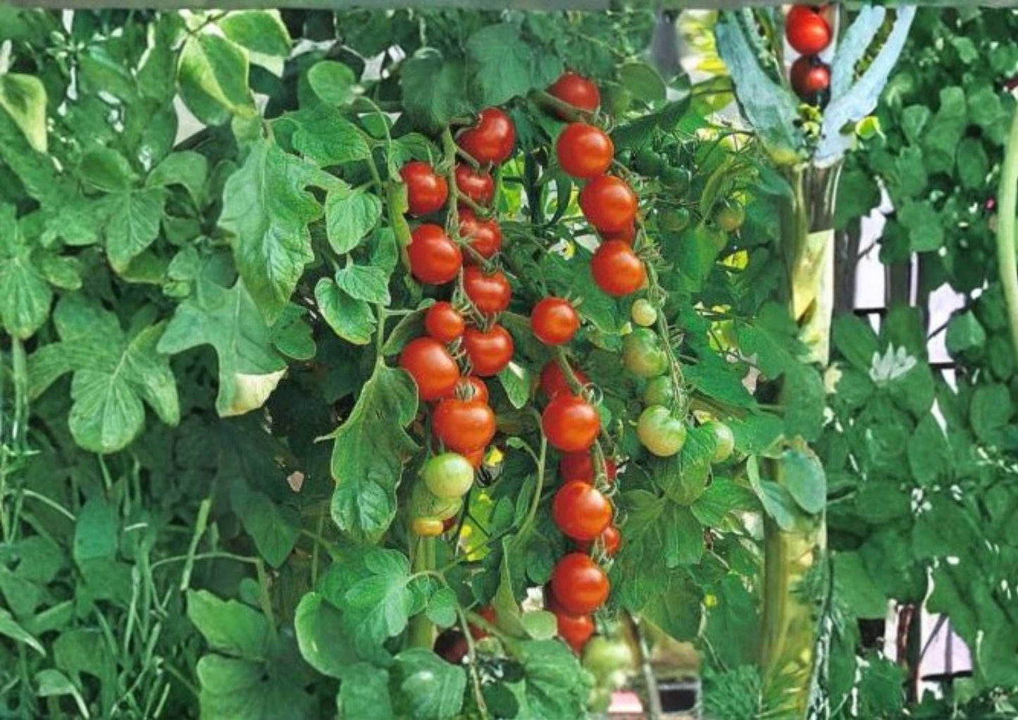 Isis Candy Cherry Tomato Seeds, Heirloom Red and Gold Marbled, Sweet, High Yield, Solanum lycopersicum