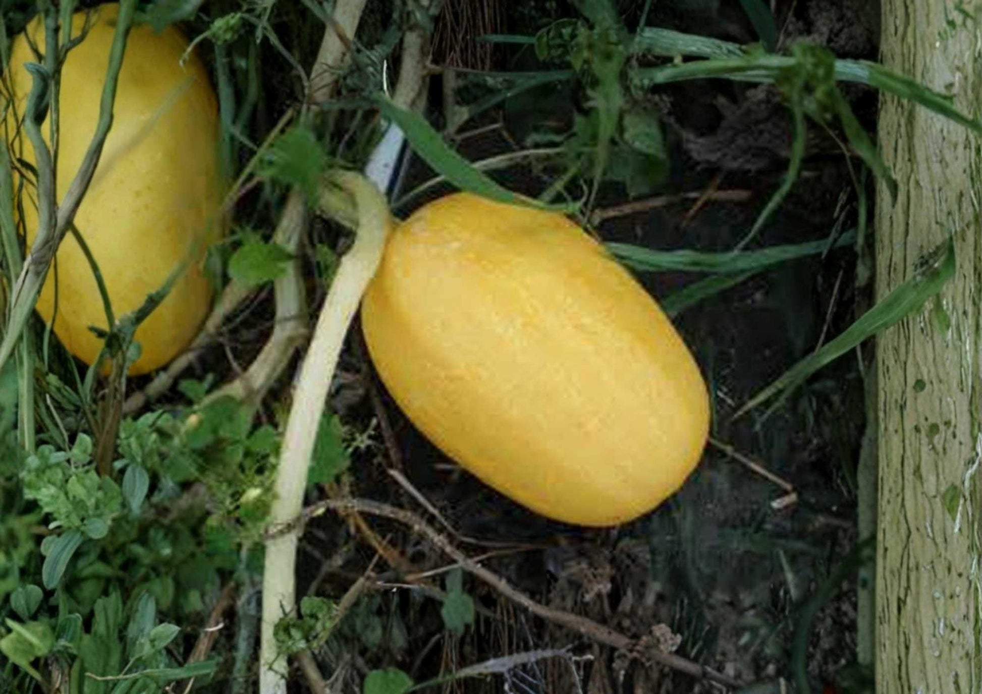 25+ Organic Heirloom Spaghetti Squash Seeds for Garden Planting, Non-GMO Winter Squash, Stringy Flesh, High Yield, Yellow Fruits