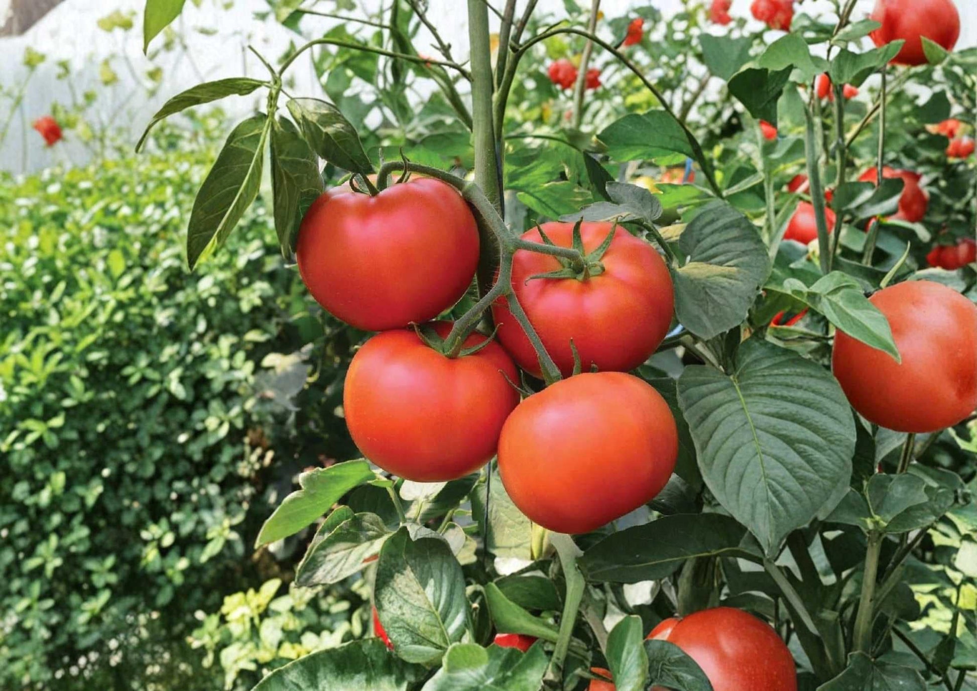 Burpee Big Boy Tomato Seeds, Non-GMO, Heirloom-Style Large Red Slicing Tomatoes, High Yield Vegetable Seeds for Garden Planting