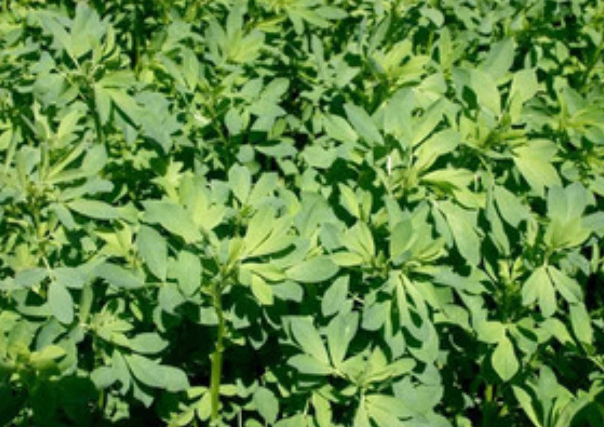 1500+ Alfalfa Microgreens Seeds Non-GMO Heirloom Cover Crop for Sprouting, Salad Greens, Garden Planting