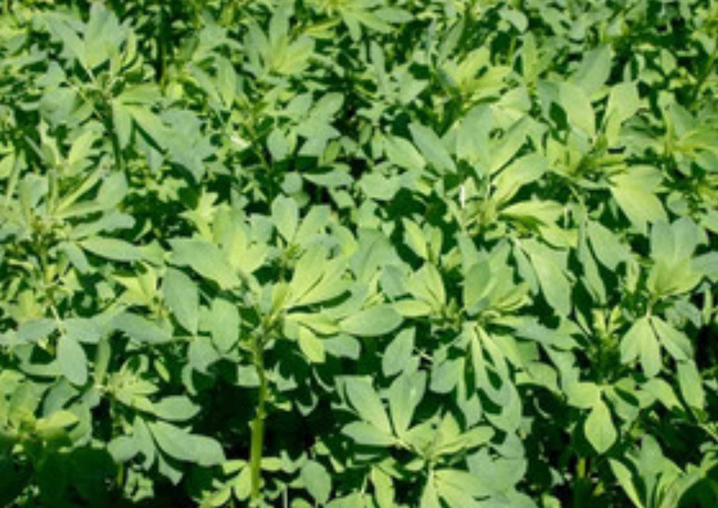 Alfalfa Microgreens Seeds 1500+ Non-GMO Heirloom Cover Crop for Sprouting, Salad Greens, Garden Planting