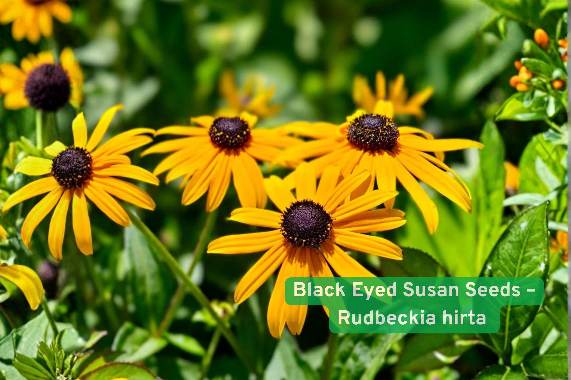black eyed susan seeds, Rudbeckia hirta wildflower, yellow flower seeds, pollinator garden seeds, native wildflower seeds, cottage garden seeds, summer bloom seeds, easy grow flower seeds, bee attracting seeds, butterfly garden seeds, meadow flower seeds, perennial flower seeds, sunny garden seeds
