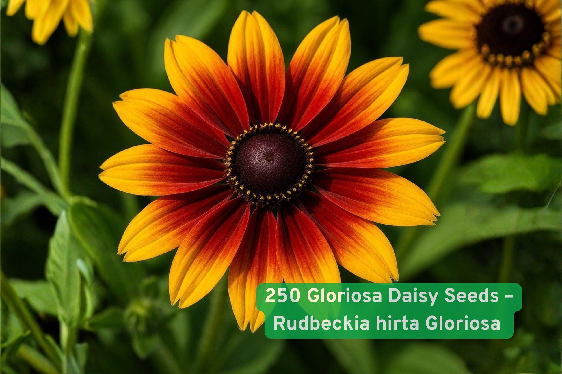 Gloriosa Daisy Seeds, Rudbeckia hirta, Wildflower Seeds, Pollinator Garden Seeds, Bright Flower Seeds, Summer Bloom Seeds, Butterfly Attracting Seeds, Easy Grow Flower Seeds, Cottage Garden Seeds, Fall Bloom Seeds, Heat Tolerant Seeds, Border Plant Seeds, Native Flower Seeds