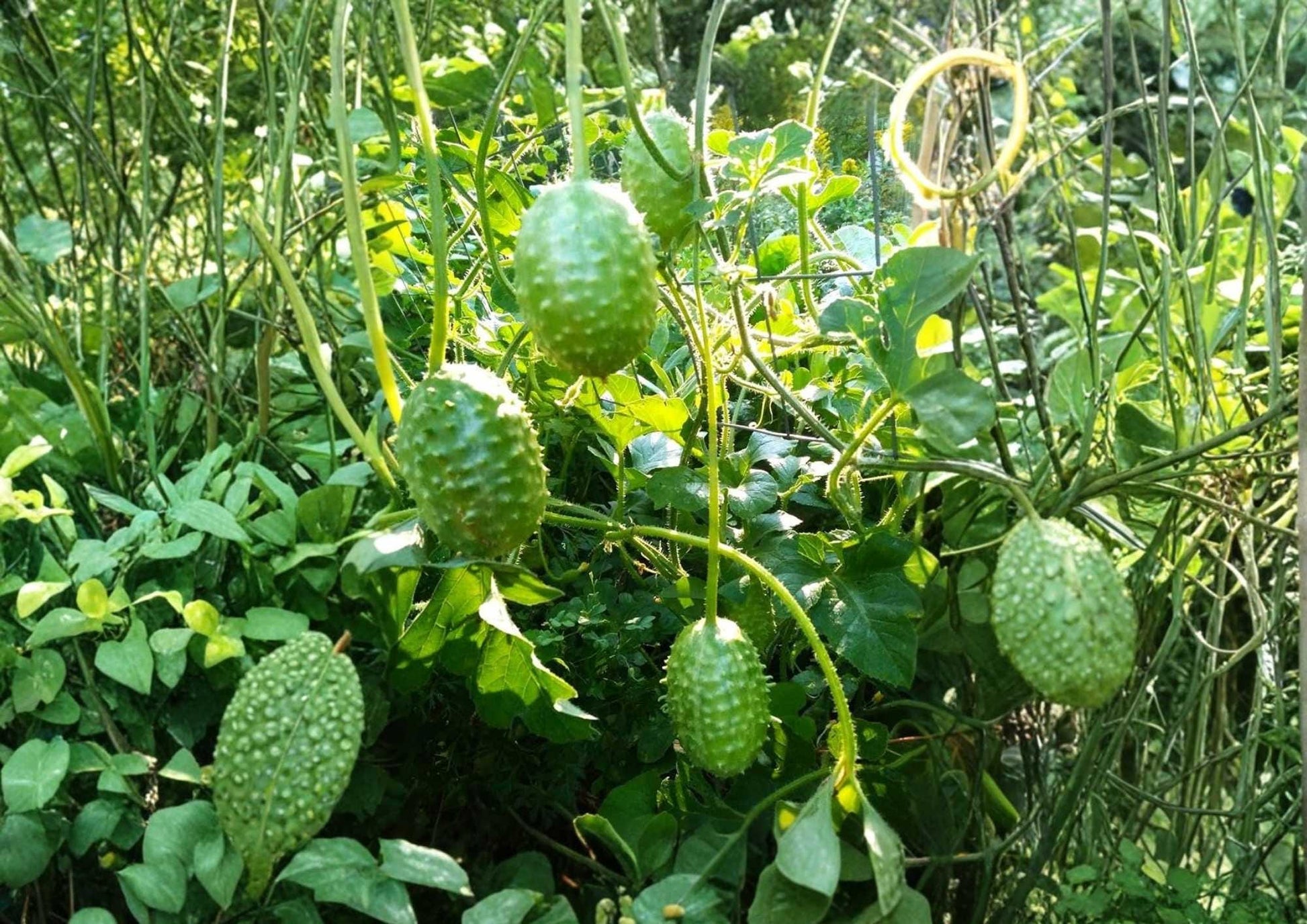 West Indian Gherkin Seeds | Rare Burr Spike Cucumber Seeds for Pickling & Garden Planting | High Yield Spiny Mini Cucumbers