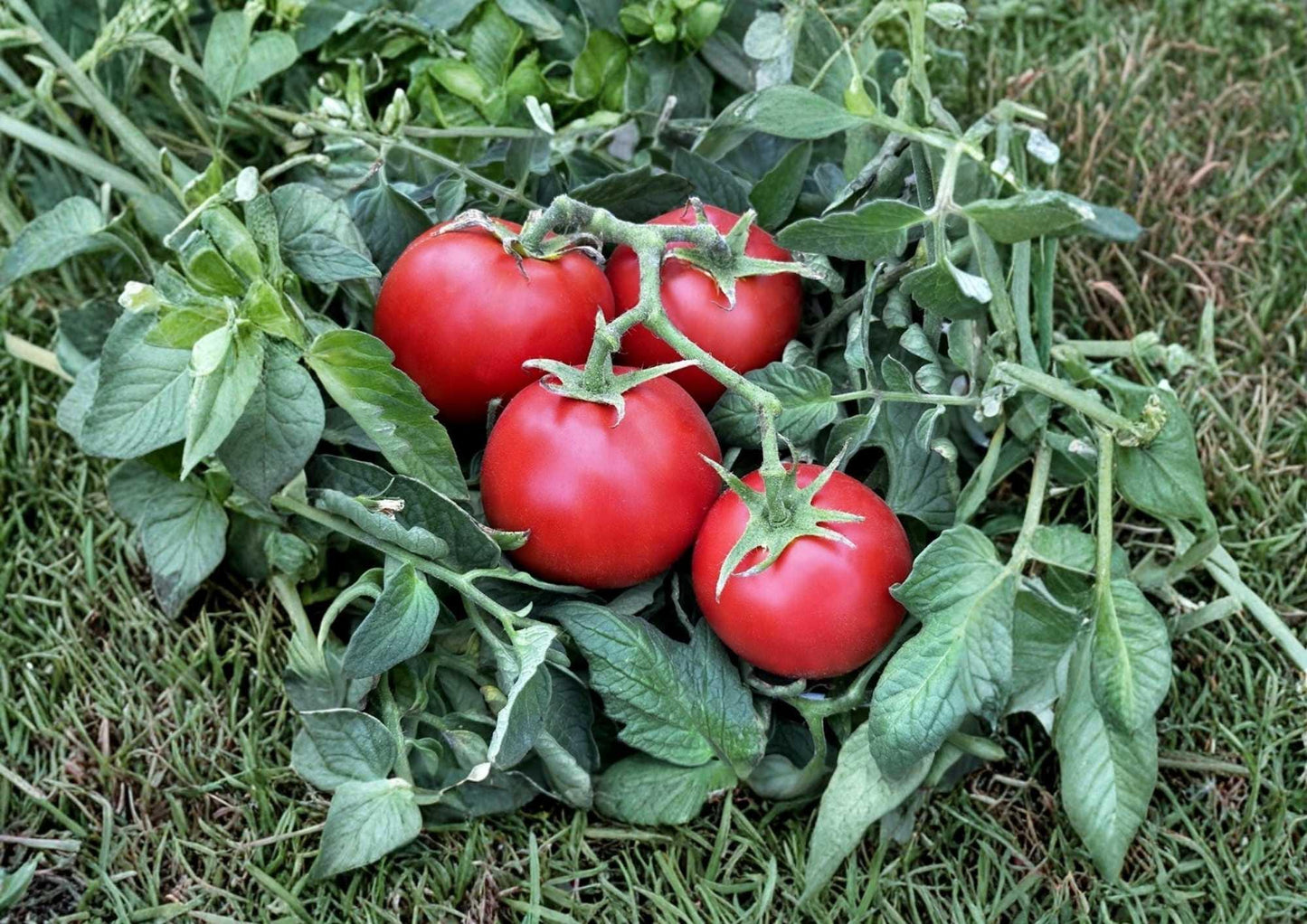 120+ Sub Arctic Plenty Tomato Seeds Heirloom Non-GMO Vegetable Seeds for Garden Planting, Cold Hardy, Early Maturity