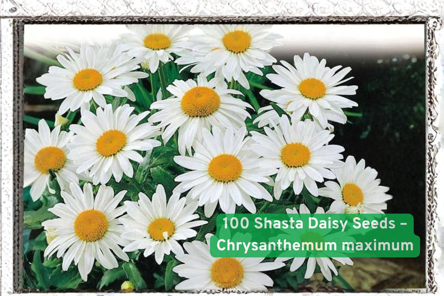 shasta daisy seeds, perennial flower seeds, white flower seeds, pollinator garden seeds, cottage garden flowers, easy grow flower seeds, cut flower seeds, bee attracting seeds, butterfly garden seeds, summer blooming seeds, hardy perennial seeds, well-drained soil plants, long-lasting garden flowers