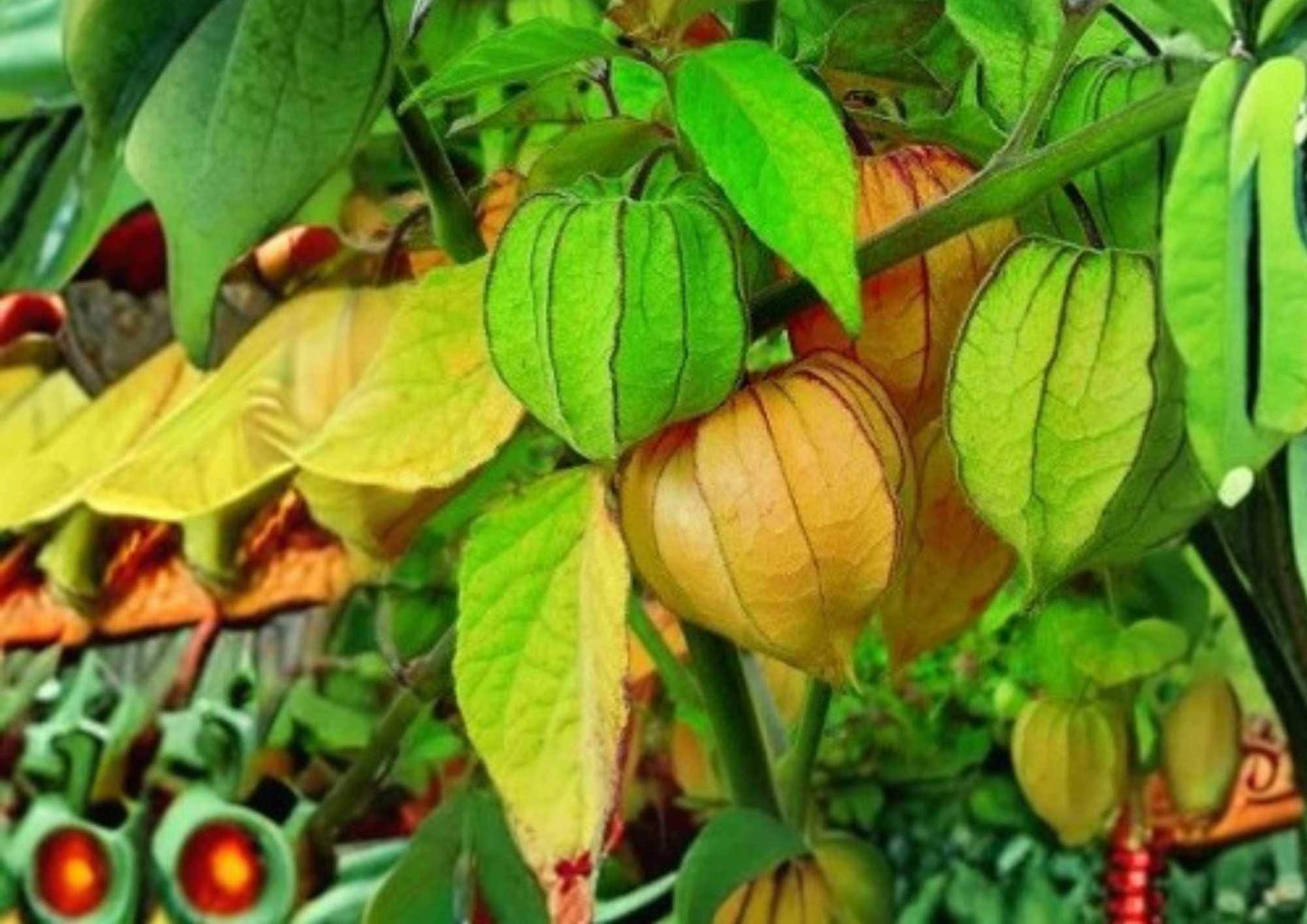 50+ Cape Gooseberry Seeds - Heirloom Physalis peruviana, Tropical Fruit, Golden Lantern, Rare Exotic Fruit Seeds