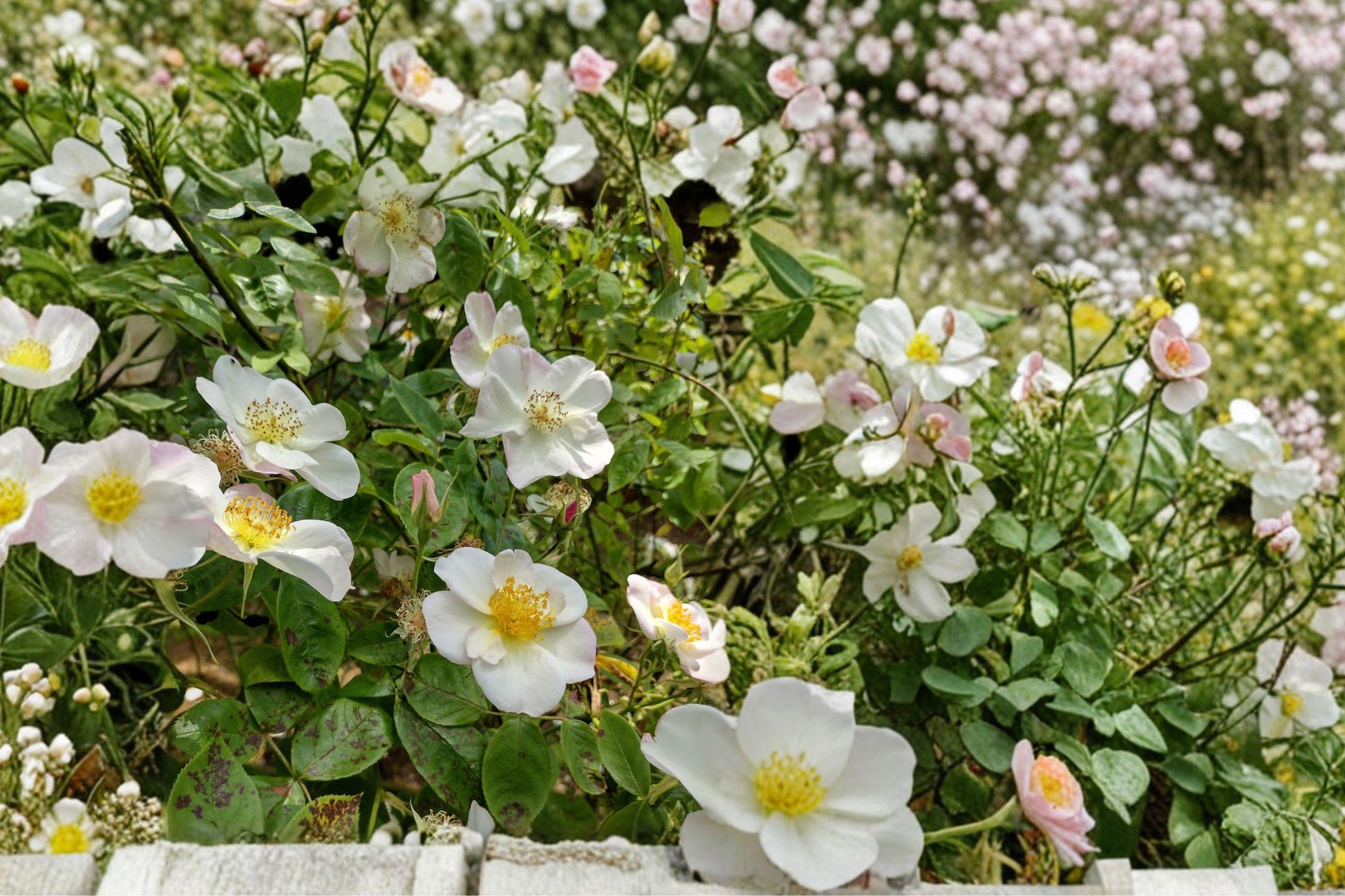 White Climbing Rose Bare Root Plant – Rosa spp. Perennial Flowering Shrub for Garden Fences and Trellises