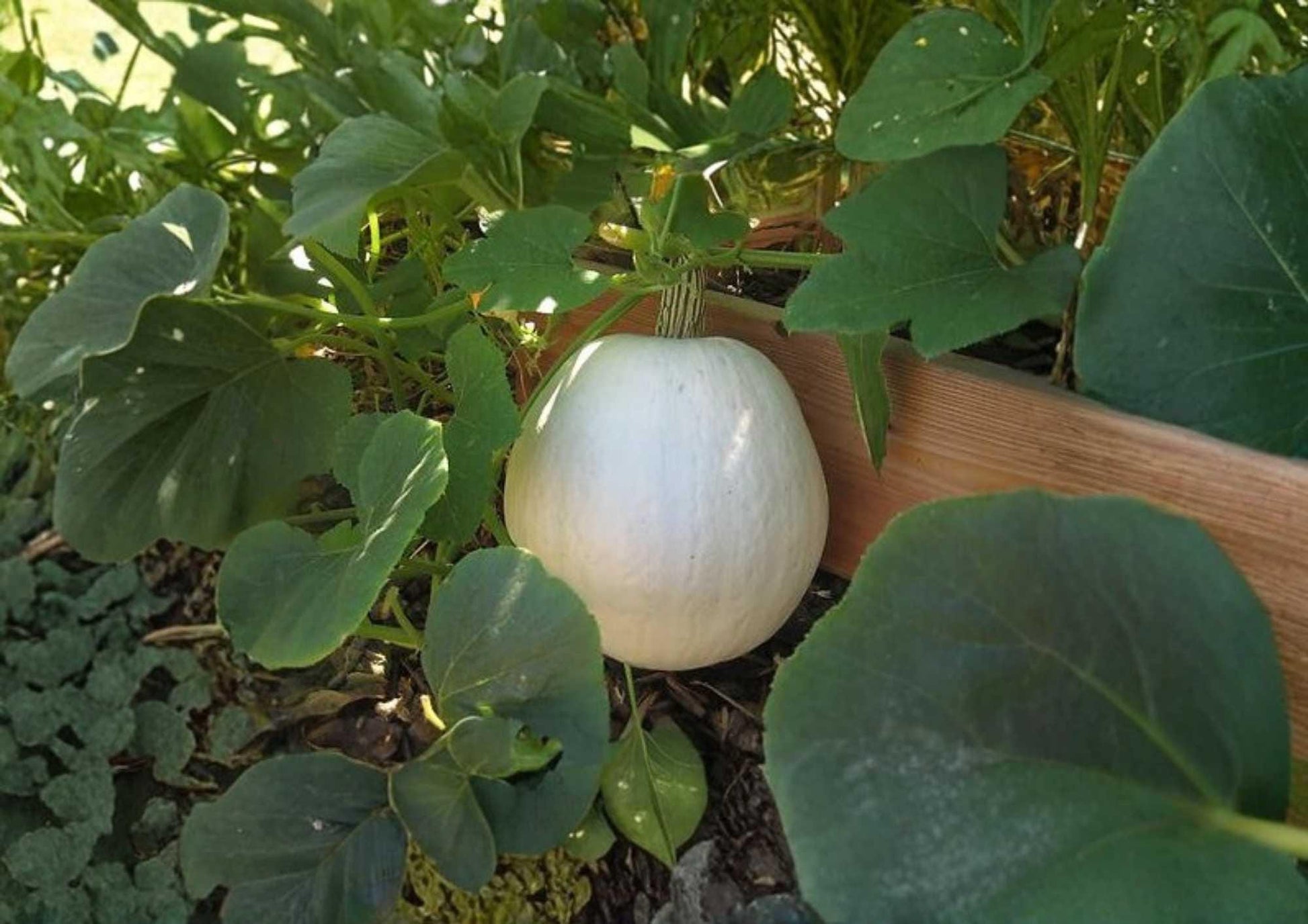 Heirloom Non-GMO Pumpkin Seeds - Polar Bear White Pumpkins for Garden, Ornamental & Storage, Large Smooth Fruits