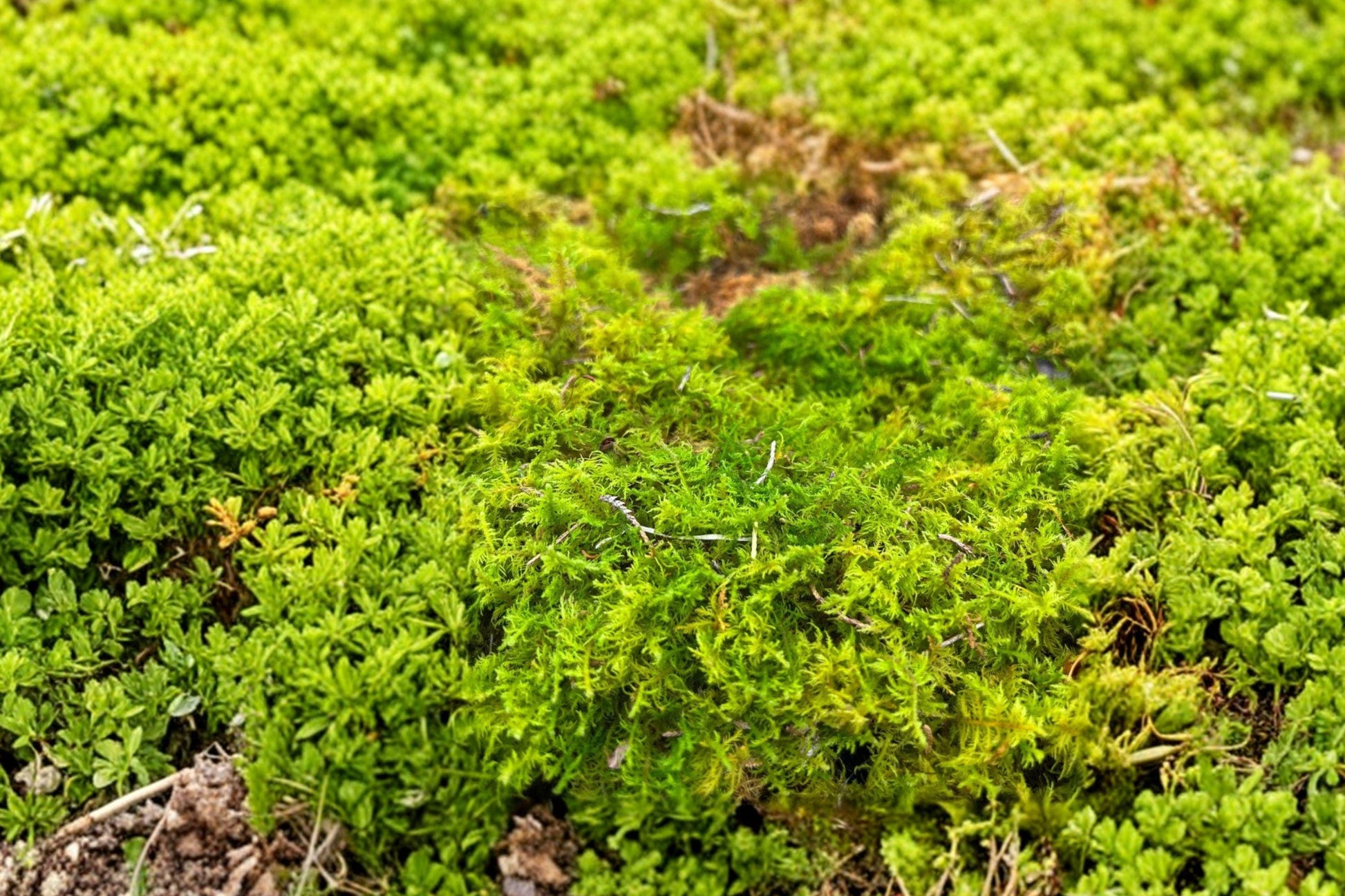 Live Moss Assortment 1 Gallon Bag – Mixed Species, Green Moss for Terrariums, Planters & Ground Cover, Perennial, Moist Soil