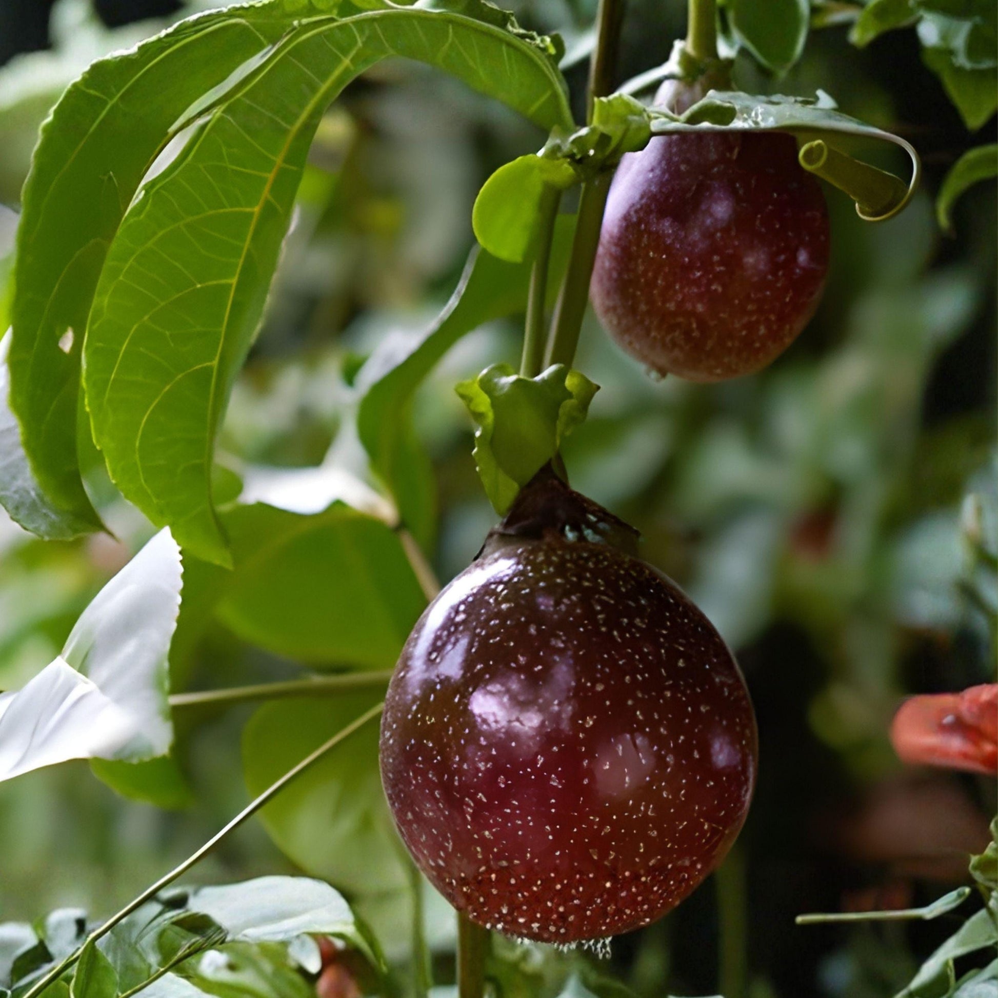 Purple Passionfruit Plant, Passiflora edulis, Fruit Vine Starter, 5+ Inch Climbing Plant for Garden, Container, or Fence Growing